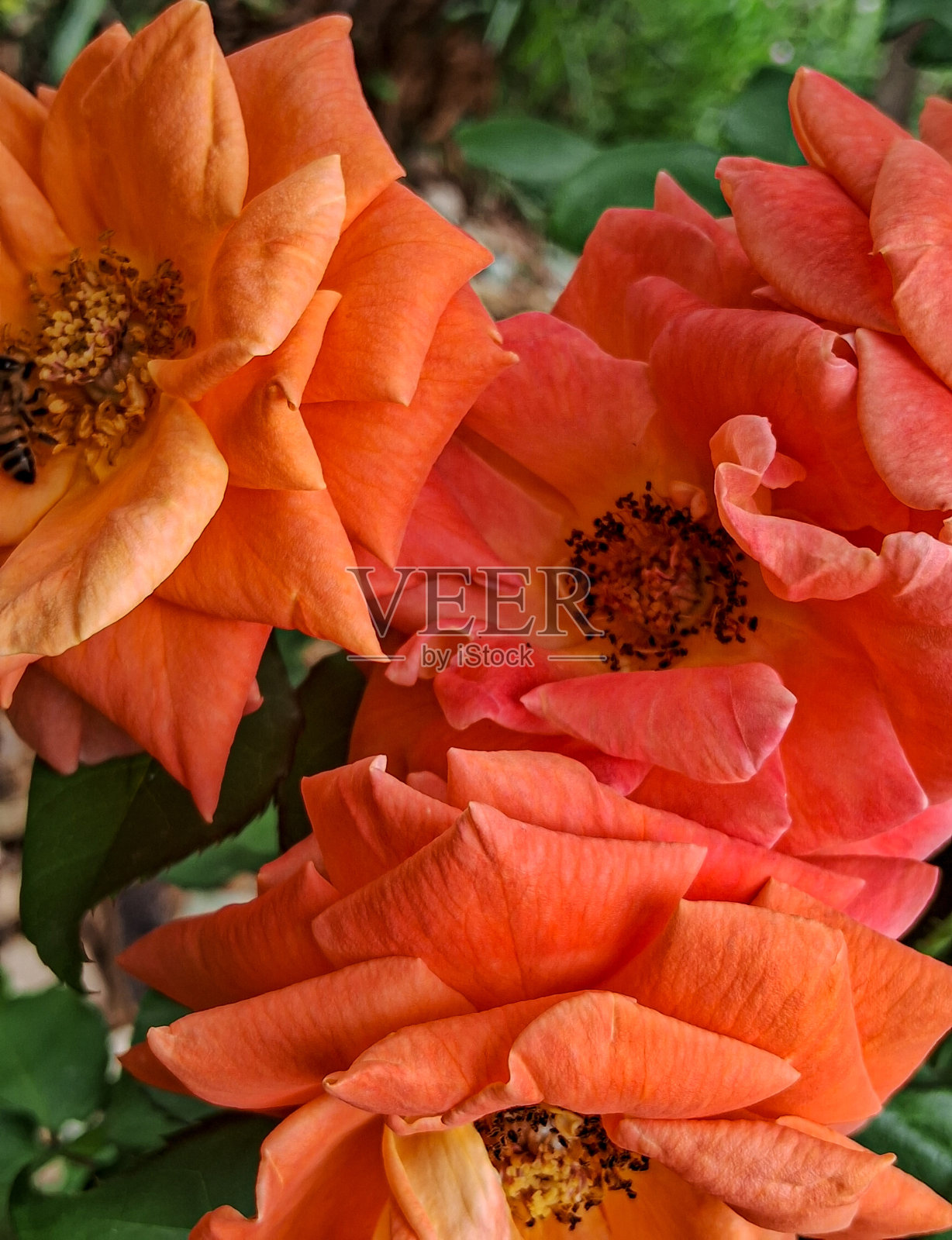 工作照片摄影图片