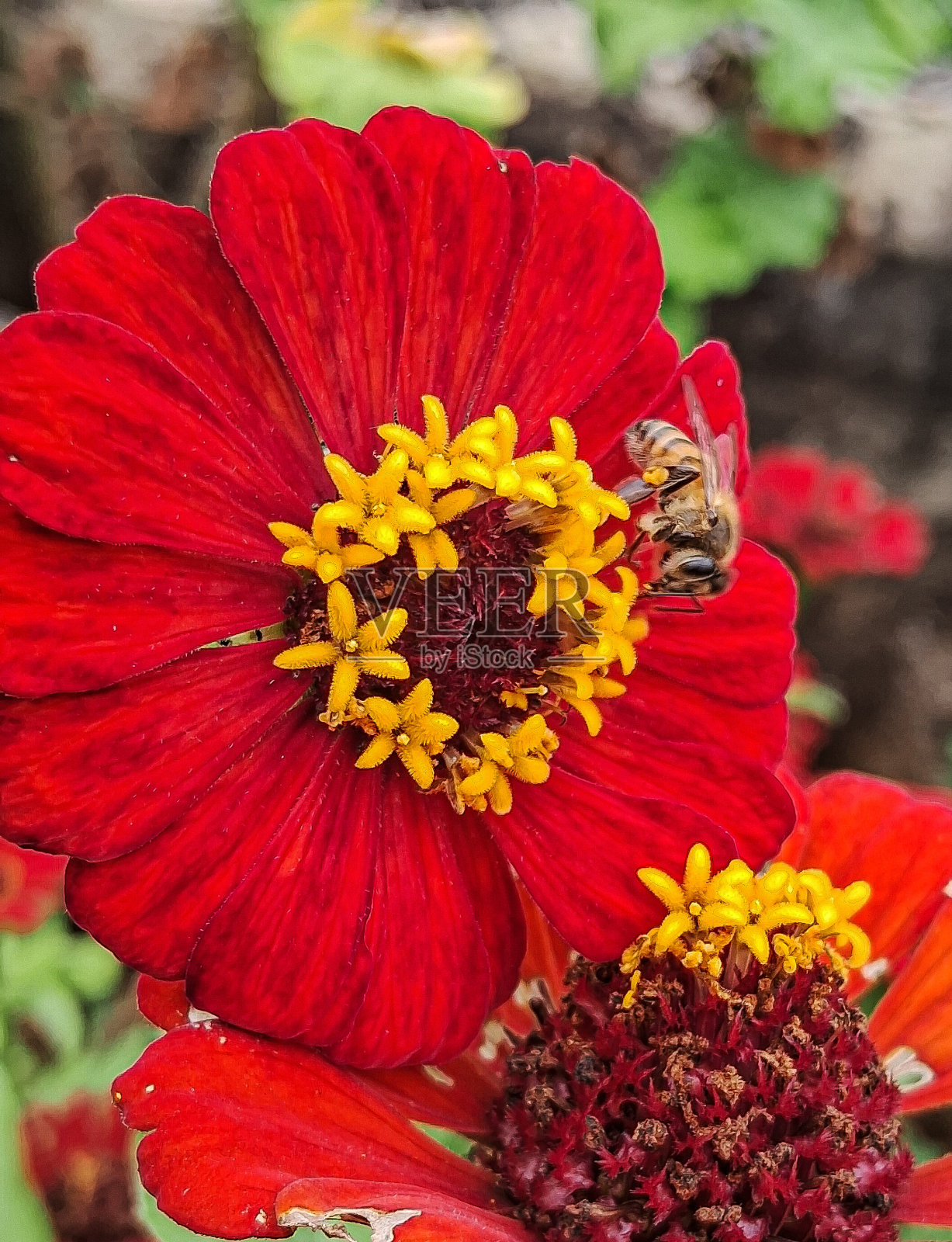 工作照片摄影图片