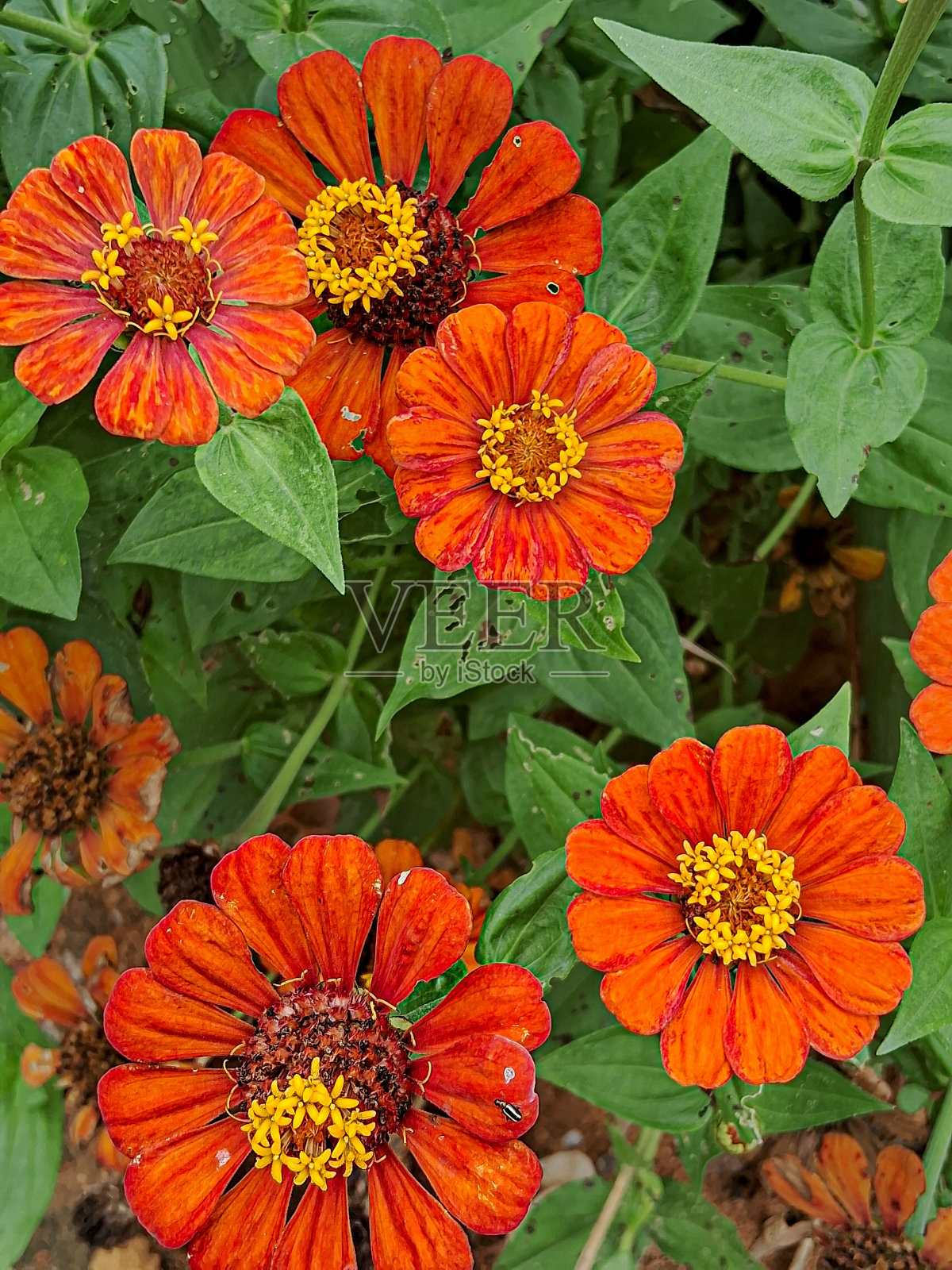 工作照片摄影图片