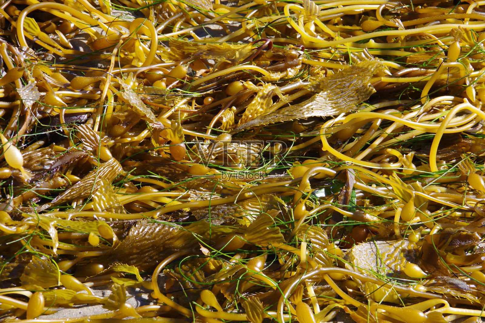 海滩上的海带照片摄影图片