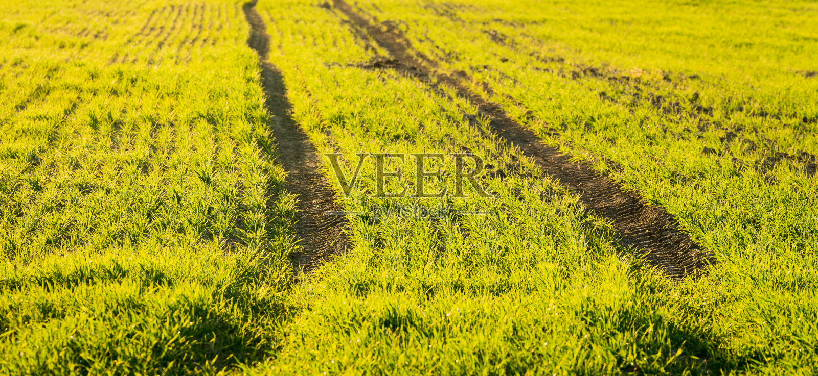 田里有庄稼和拖拉机的足迹照片摄影图片