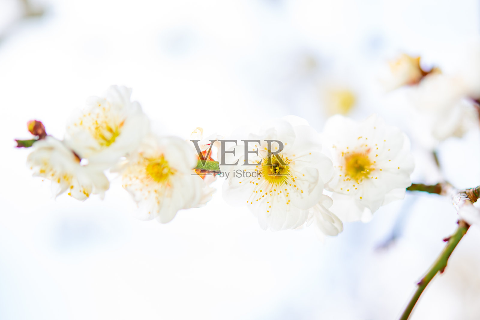 白色的日本梅花在冬天开花。照片摄影图片