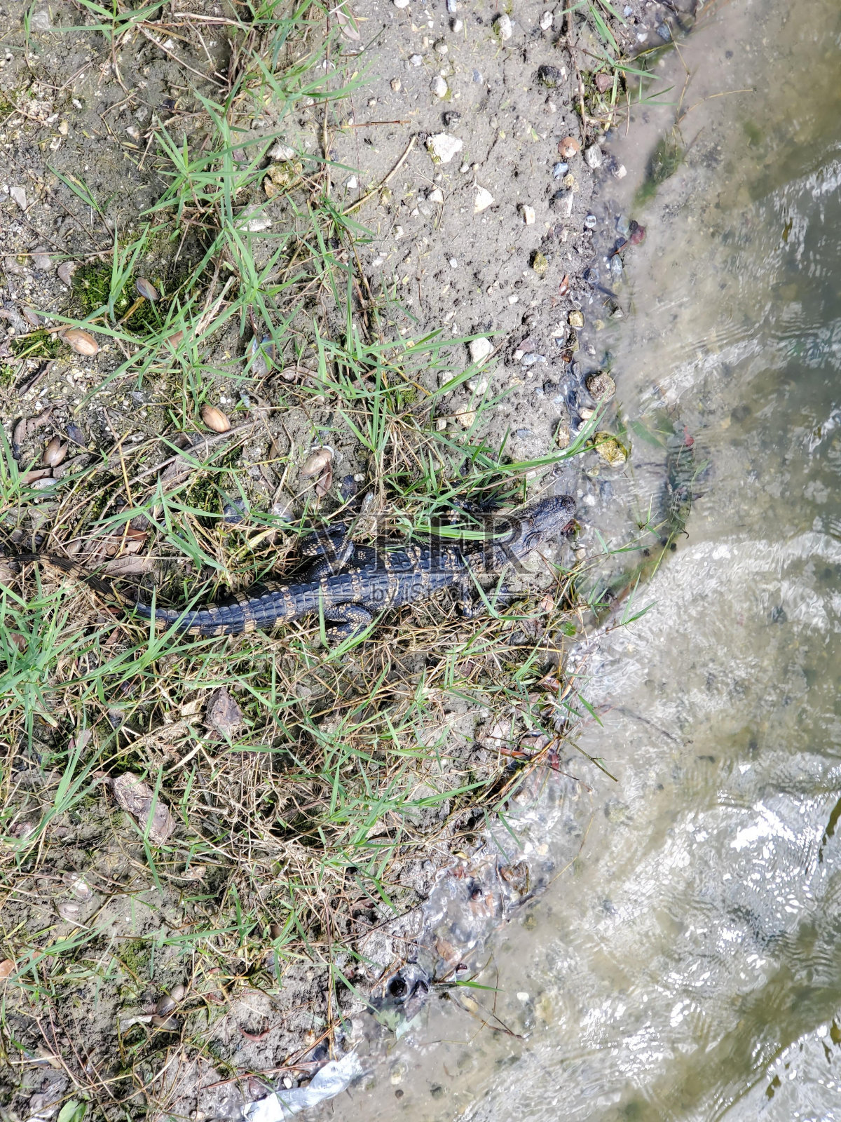 水草基岩地被植物陆生植物照片摄影图片