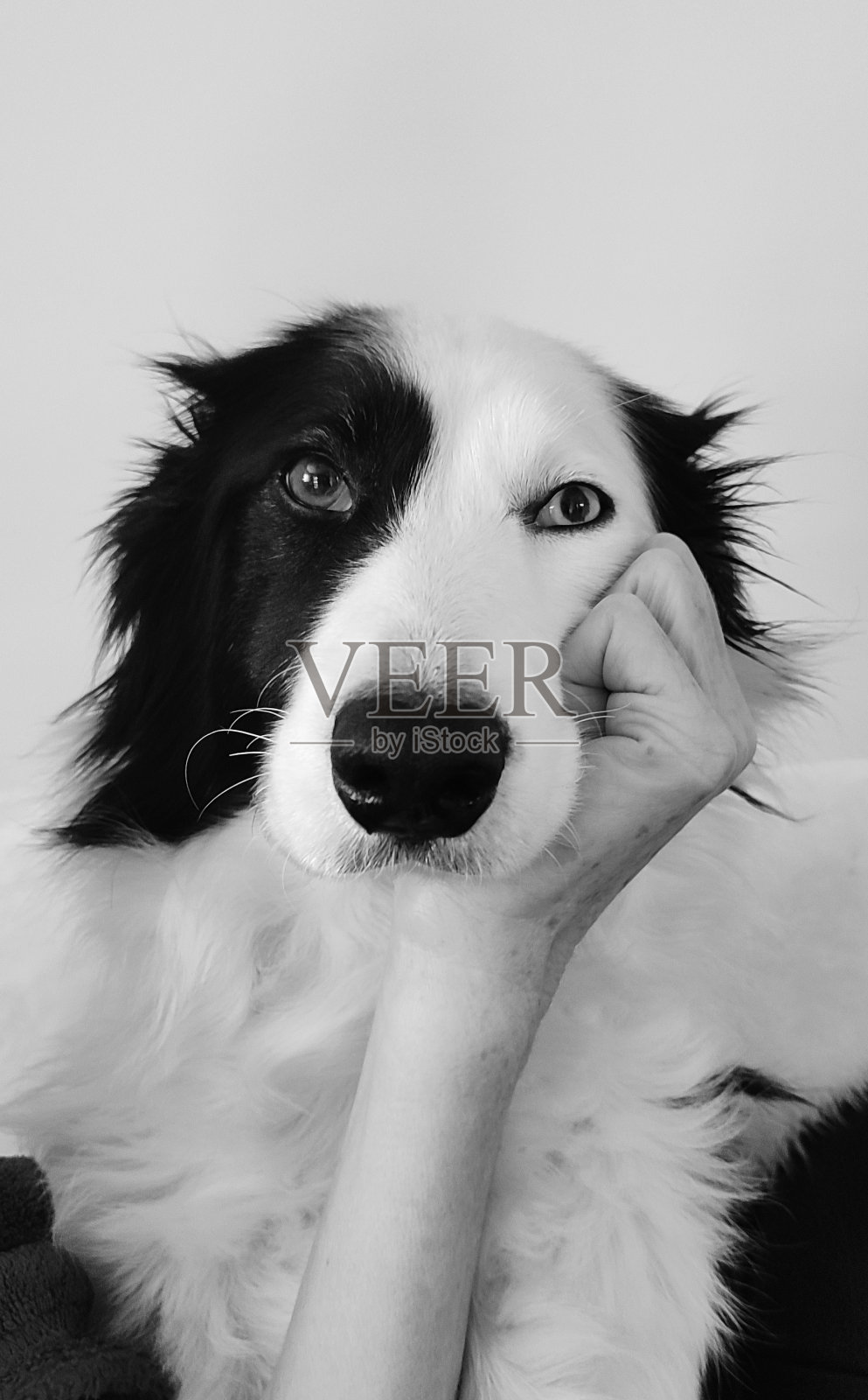 Delphy的想法照片摄影图片