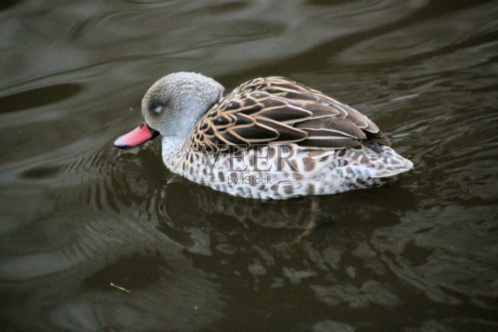 一只角鸭的景色照片摄影图片