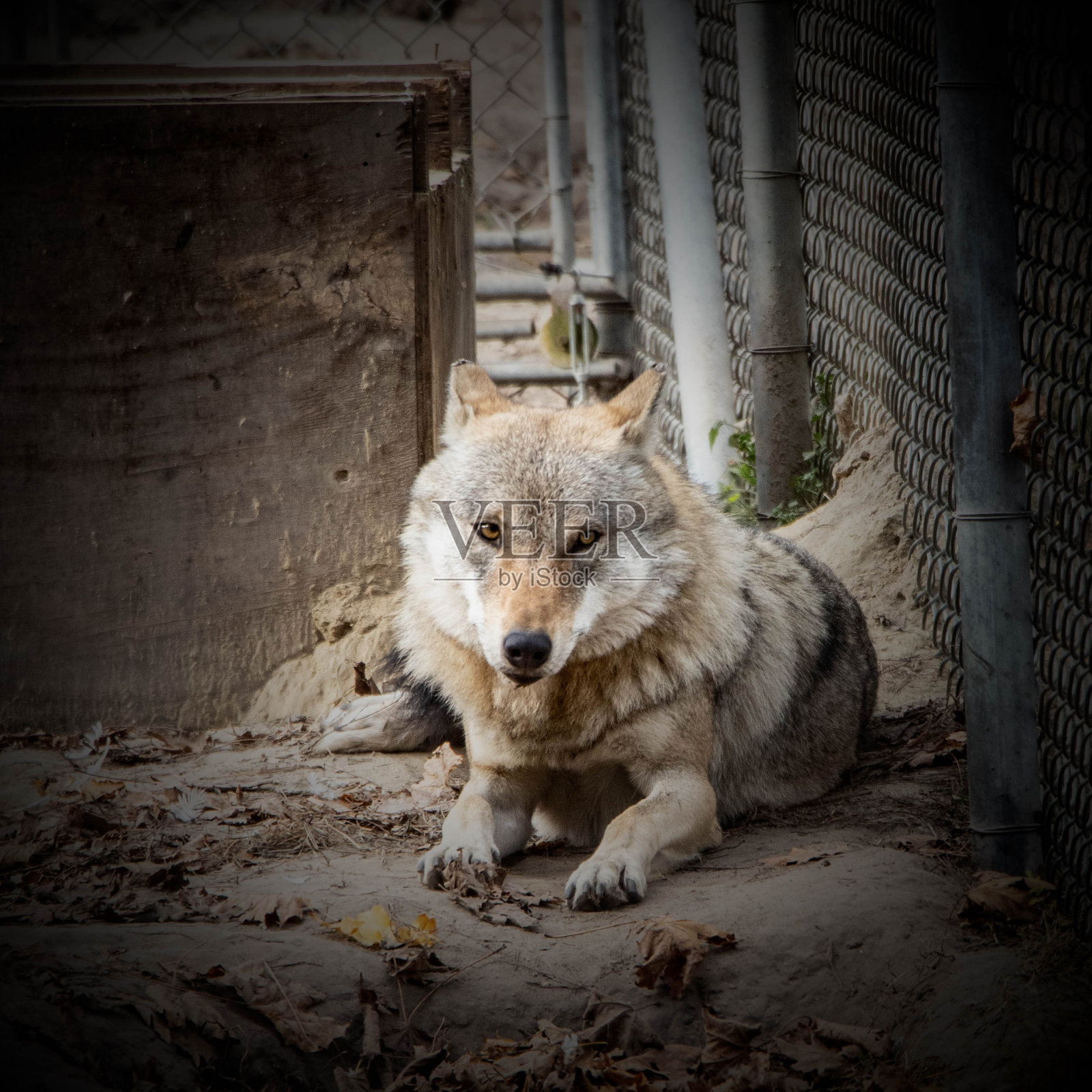 一只狼盯着镜头。照片摄影图片