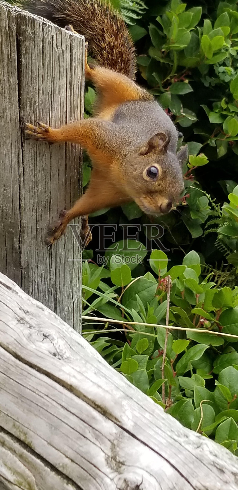 植物爬行动物陆生植物陆生动物小鹿木照片摄影图片