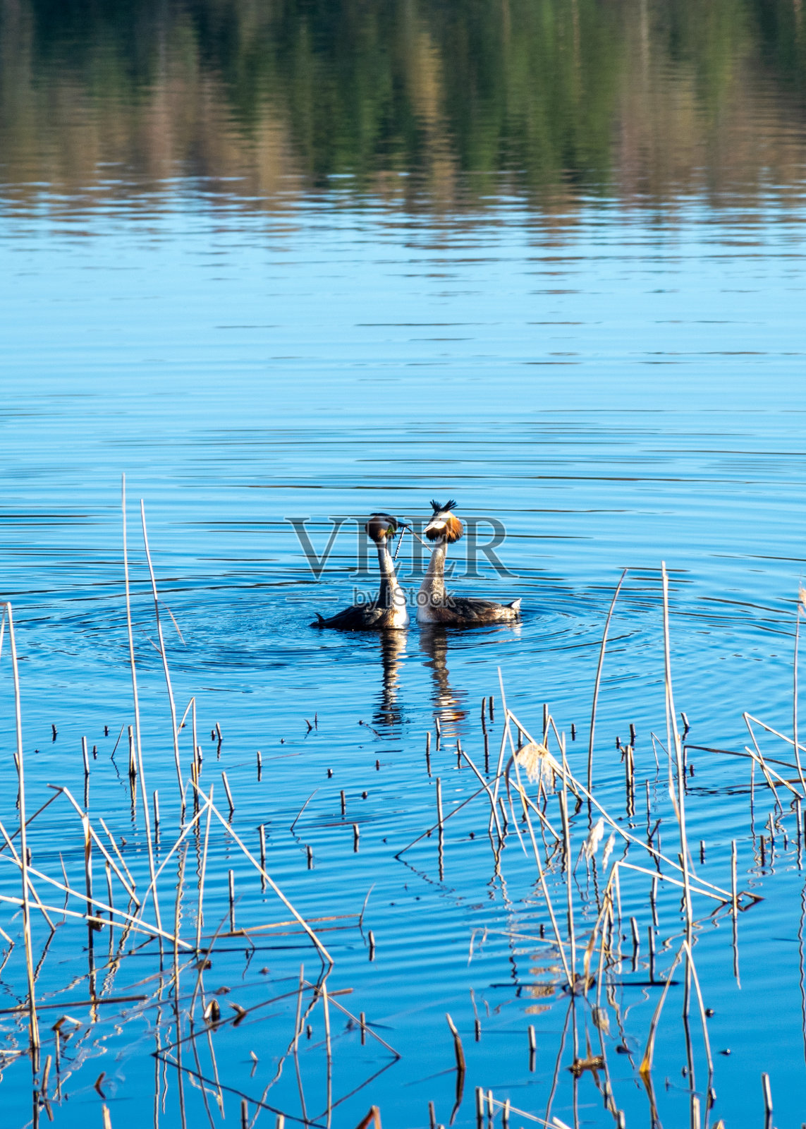 野外景观中有凤头田鼠，在发情期间，凤头田鼠对彼此表现出极大的关注照片摄影图片