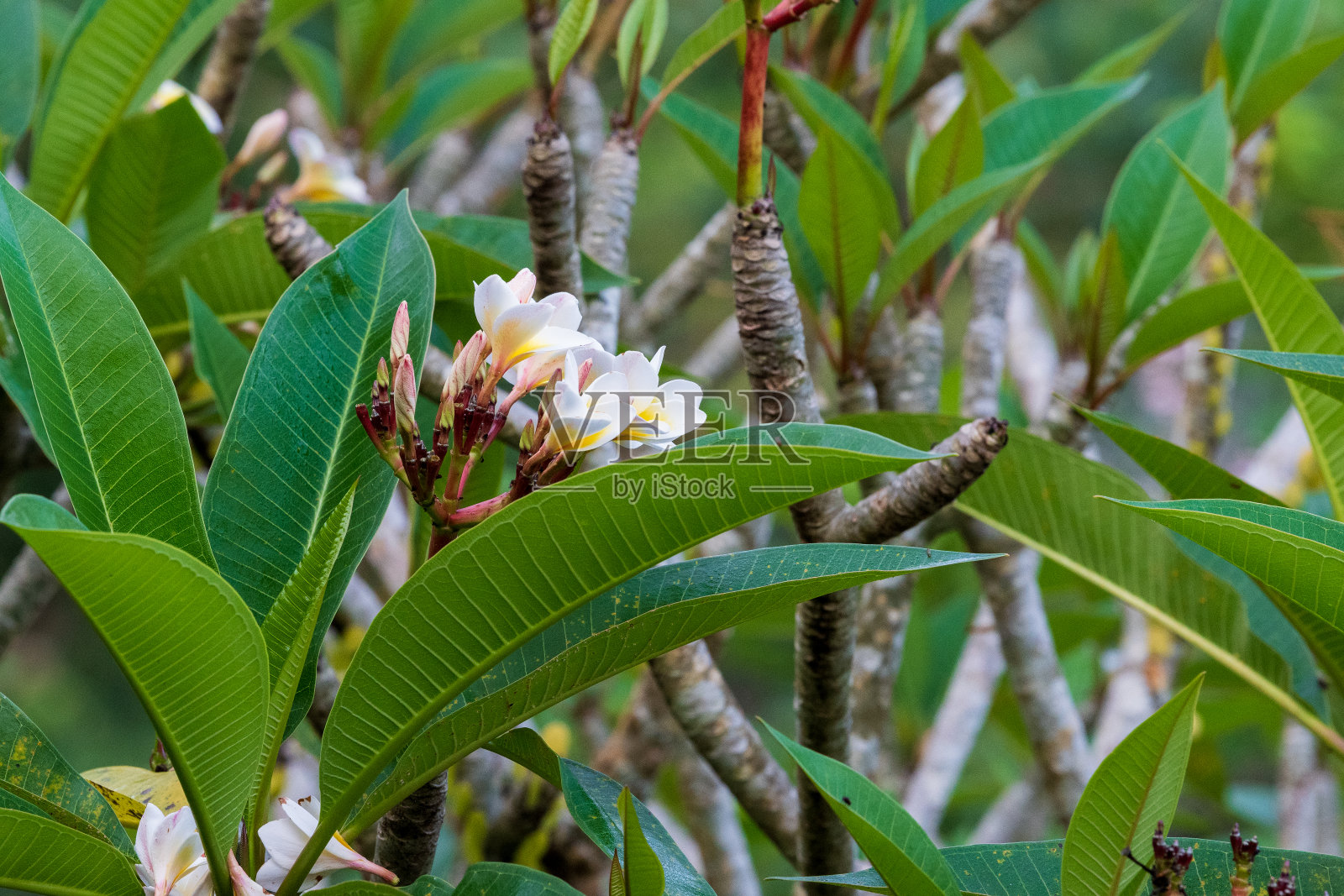 巴厘岛的花照片摄影图片