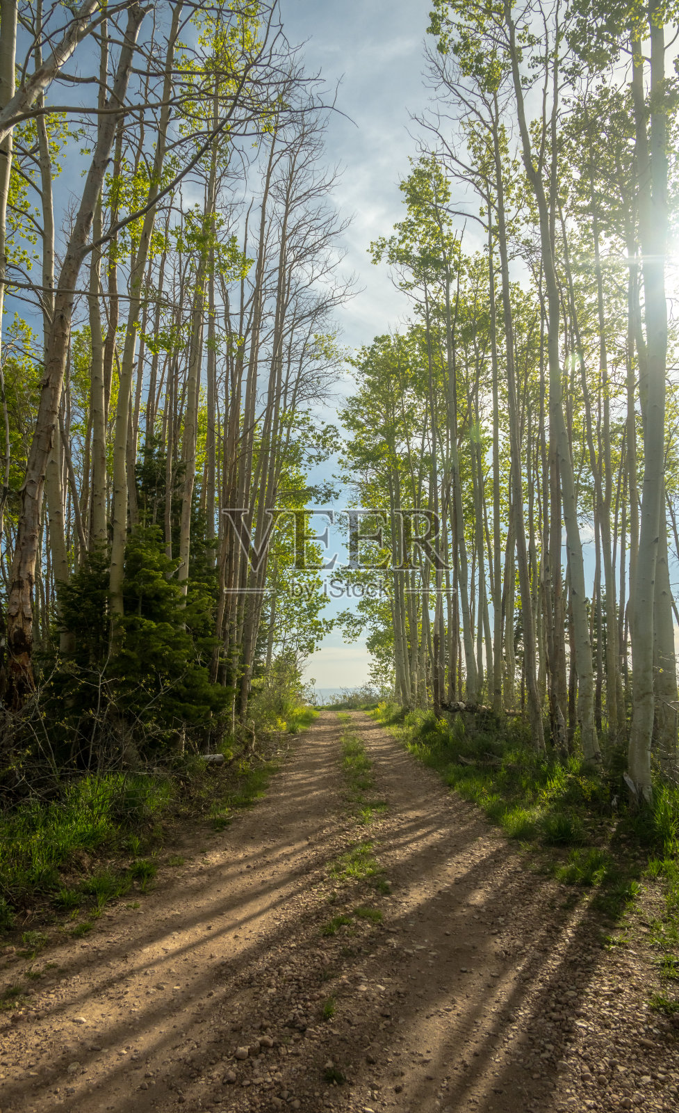 白杨树排列在一条通往大峡谷北缘的土路上照片摄影图片