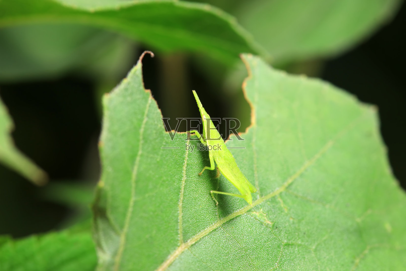 标题中国北方野生中华梧桐照片摄影图片