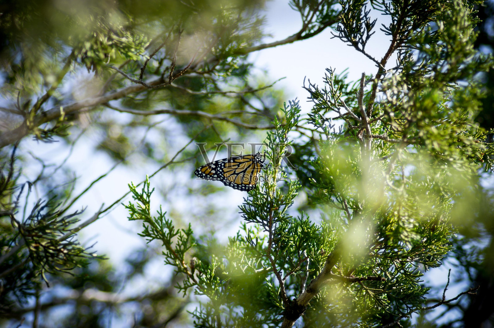 传粉者天空植物昆虫蝴蝶节肢动物照片摄影图片