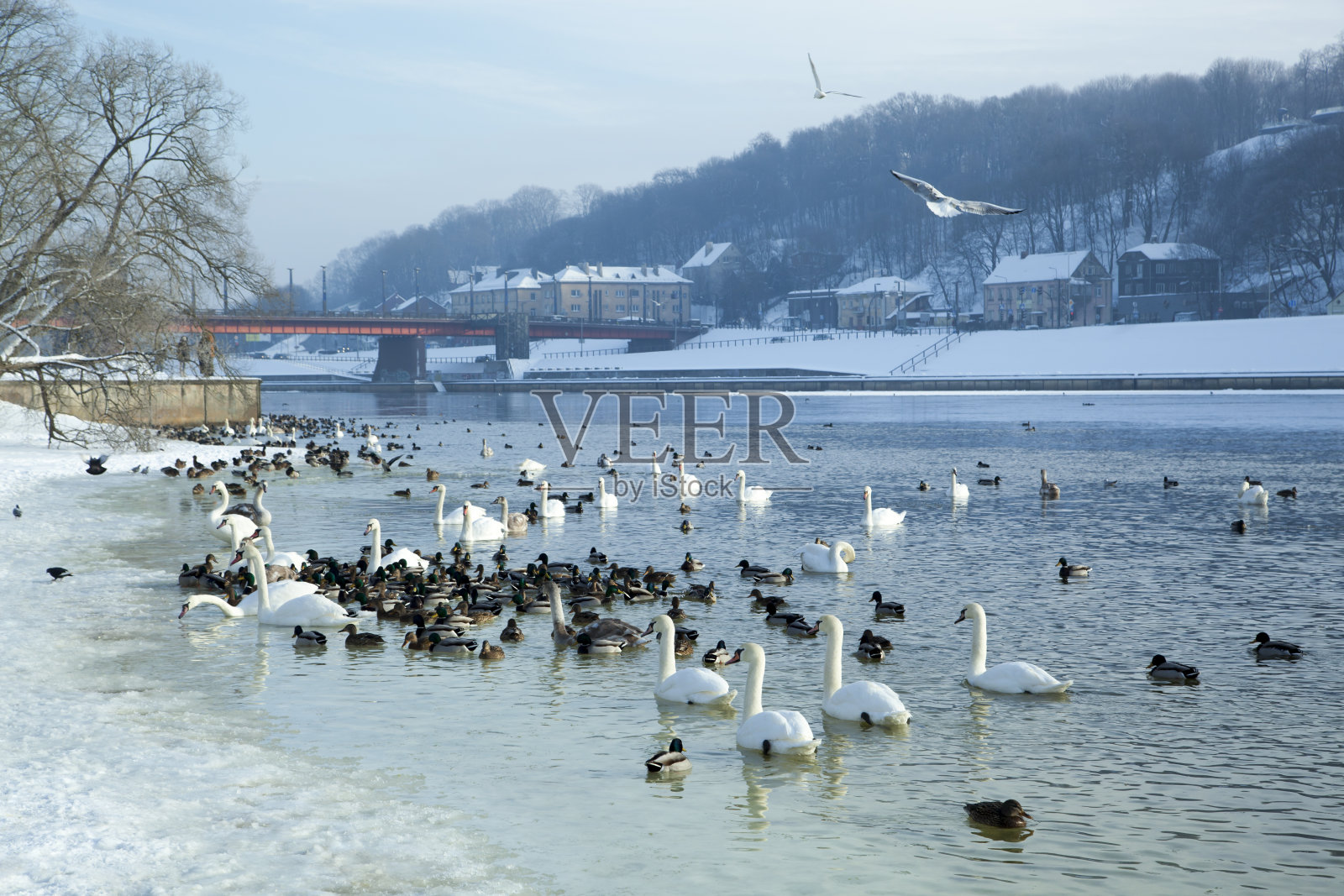 考纳斯古城尼曼河鸟照片摄影图片