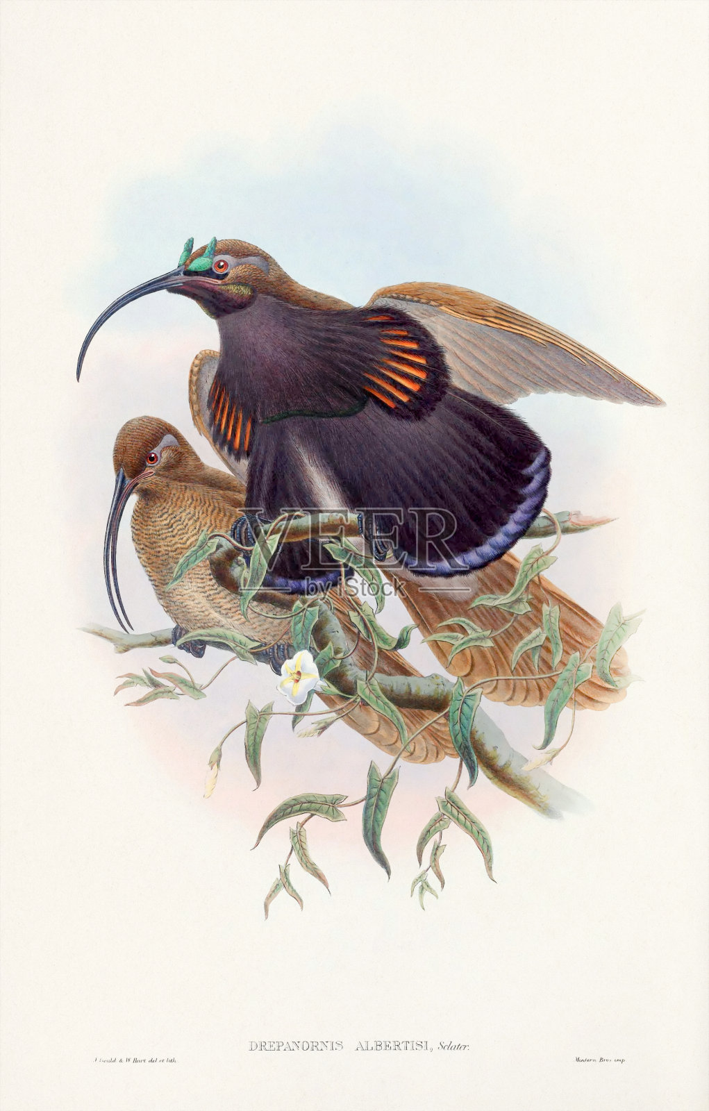 彩色的天堂鸟插图。复古鸟艺插画图片素材