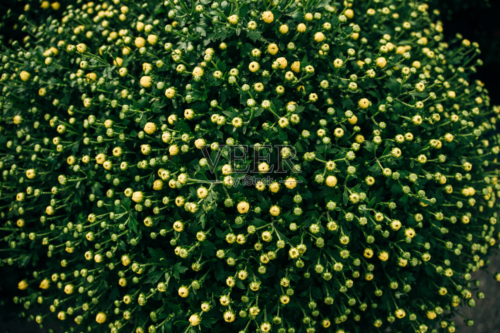 花冠和叶子之间的杂草照片摄影图片