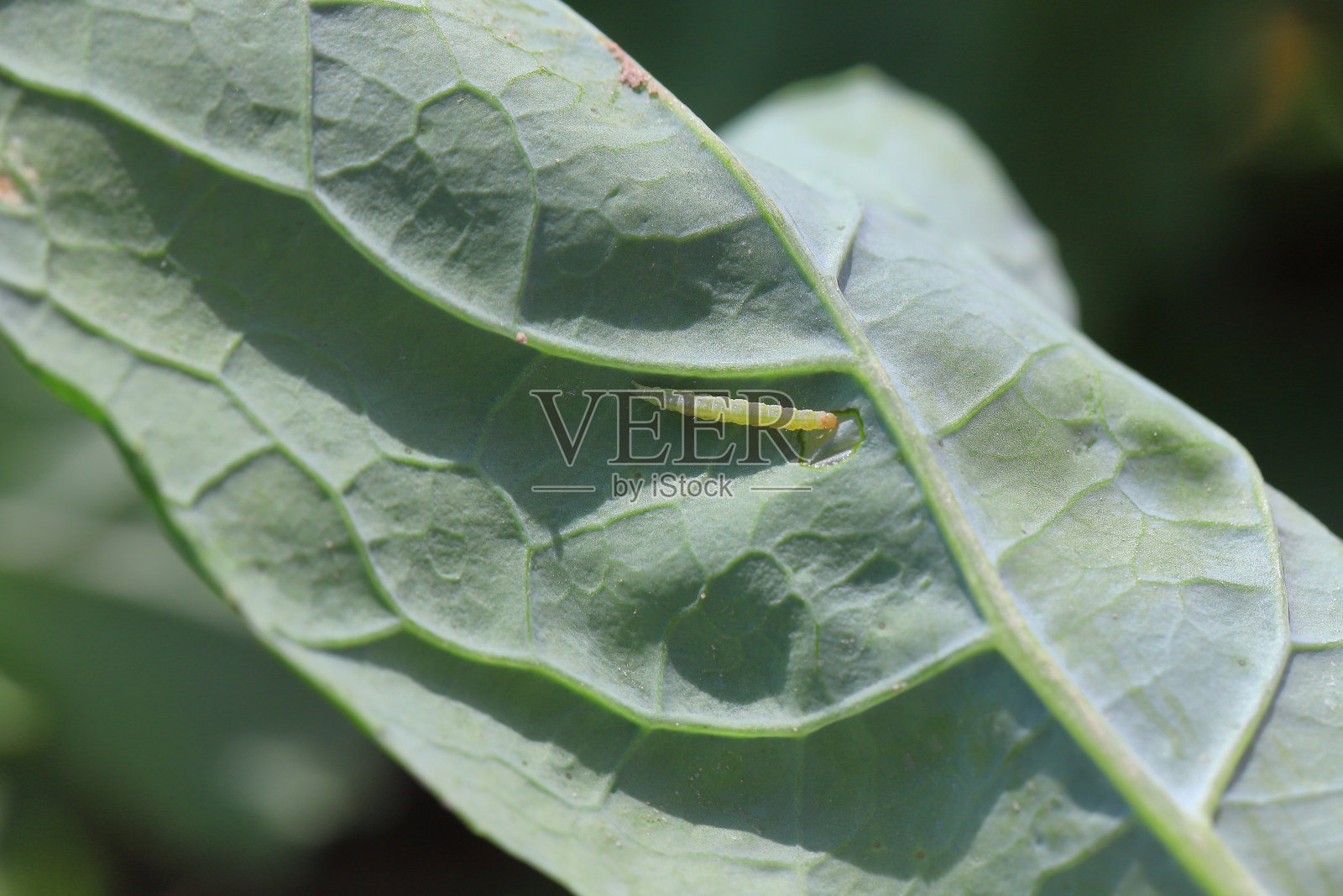 小菜蛾幼虫正在吃卷心菜。照片摄影图片