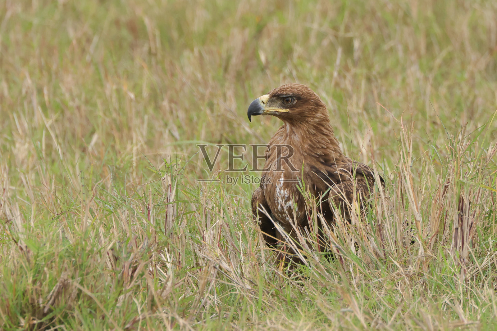 马赛马拉公园草地上的一只黑色风筝照片摄影图片