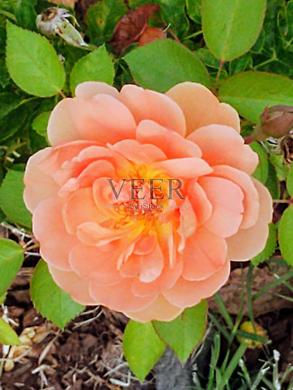 朝圣者罗莎照片摄影图片