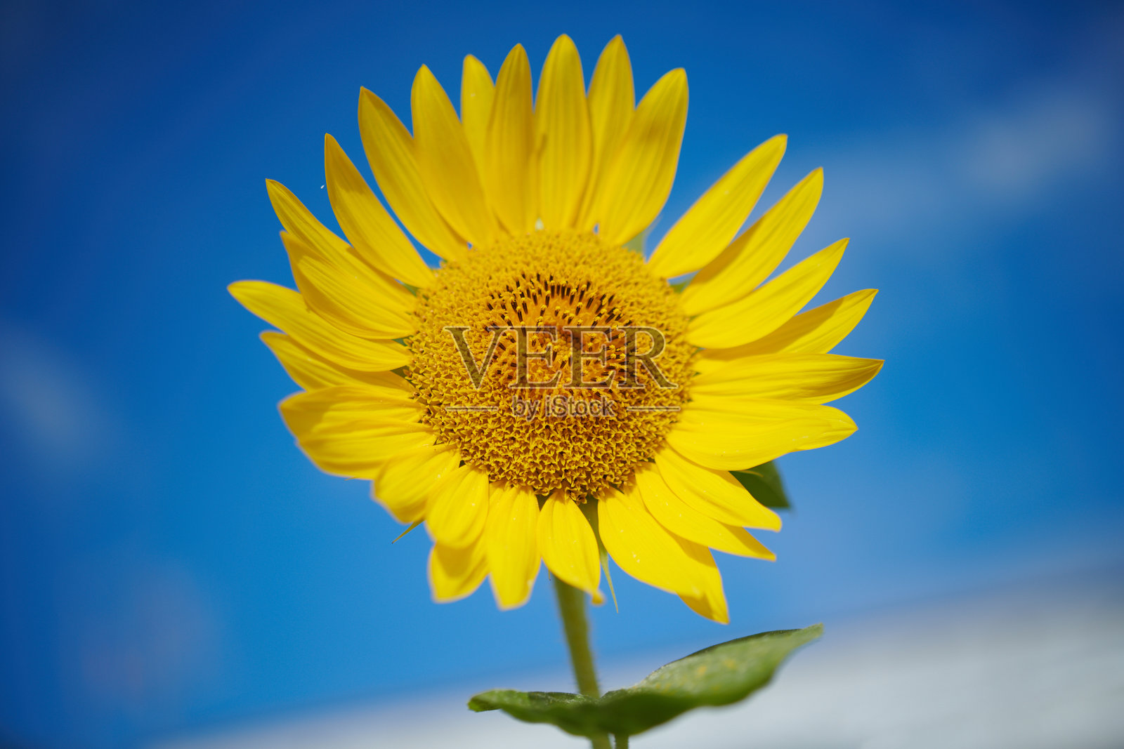 体现勇敢或坚韧的概念照片摄影图片