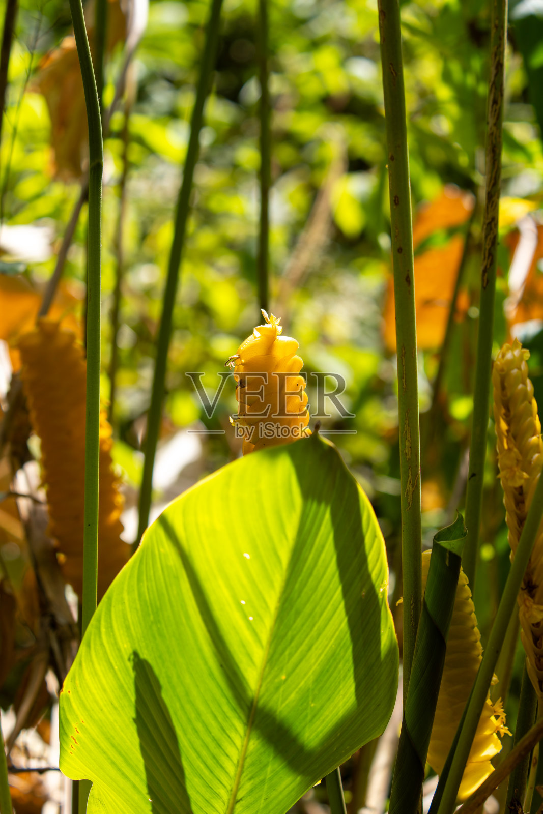 云雨林照片摄影图片