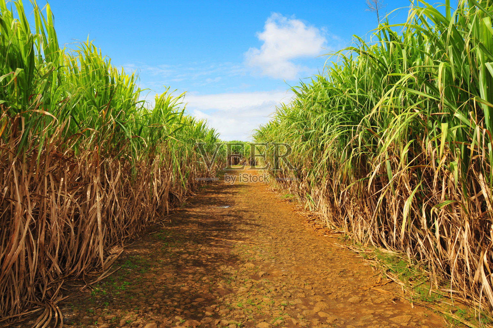 甘蔗种植园-沿着土路的甘蔗-红土红壤，苏里南，毛里求斯照片摄影图片