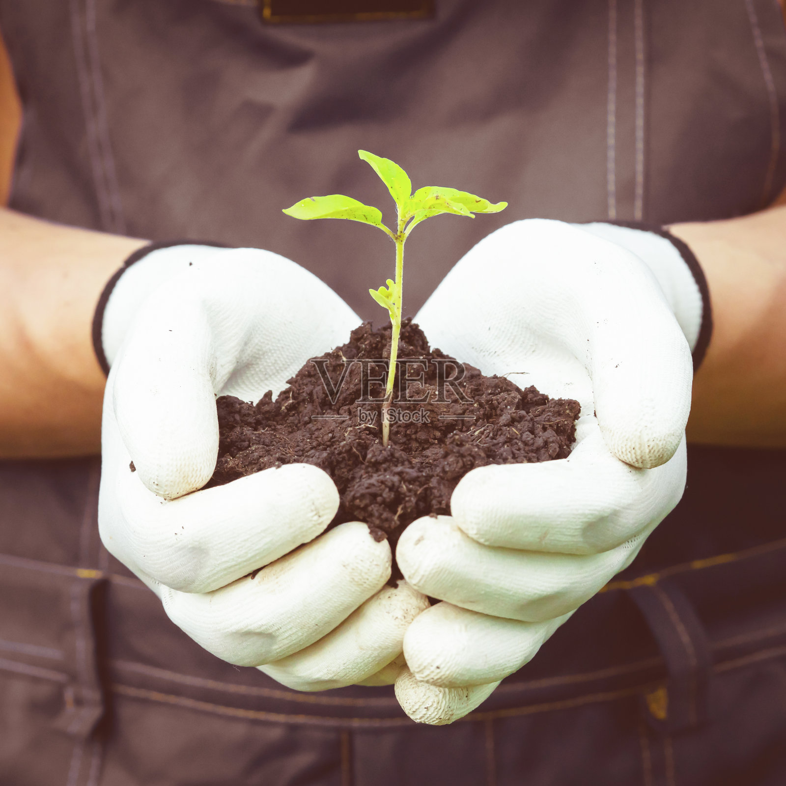 园丁手捧秧苗的特写。照片摄影图片