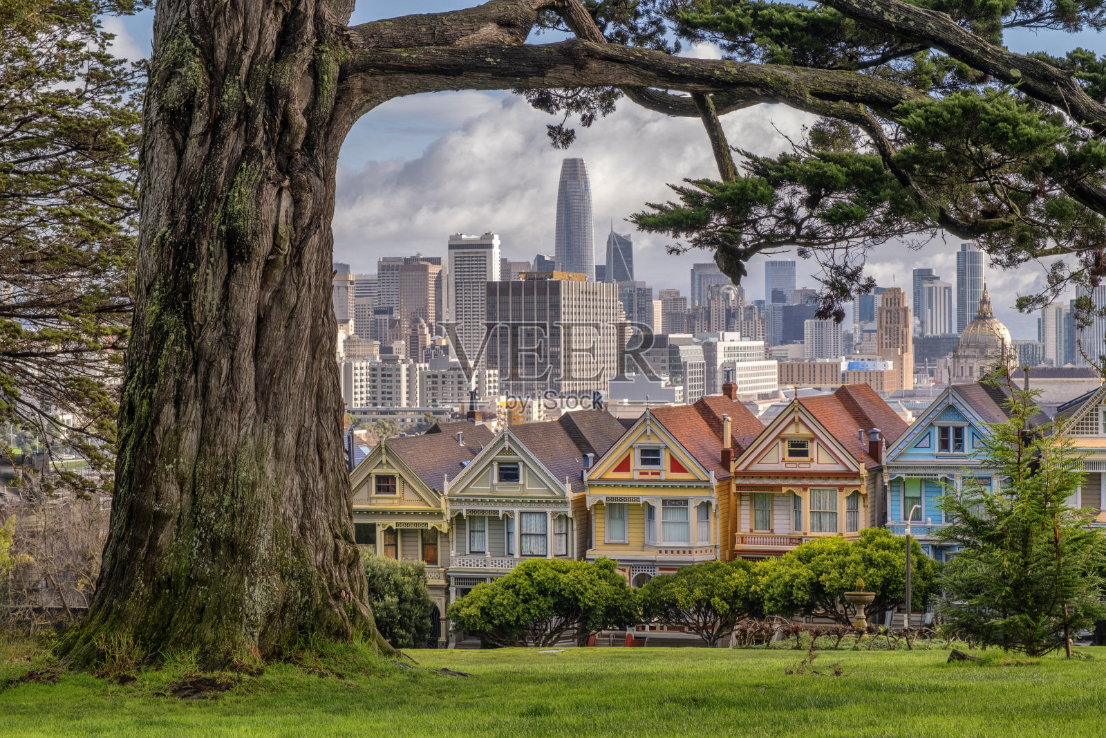 “彩绘女士”建筑和旧金山市中心，透过一棵老树照片摄影图片