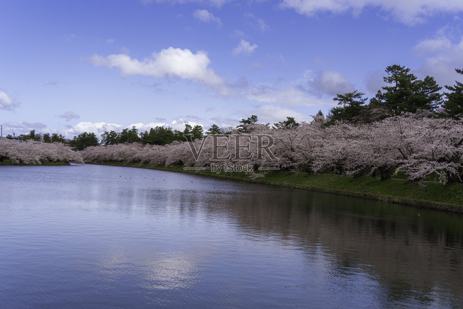 樱花在湖面上绽放照片摄影图片