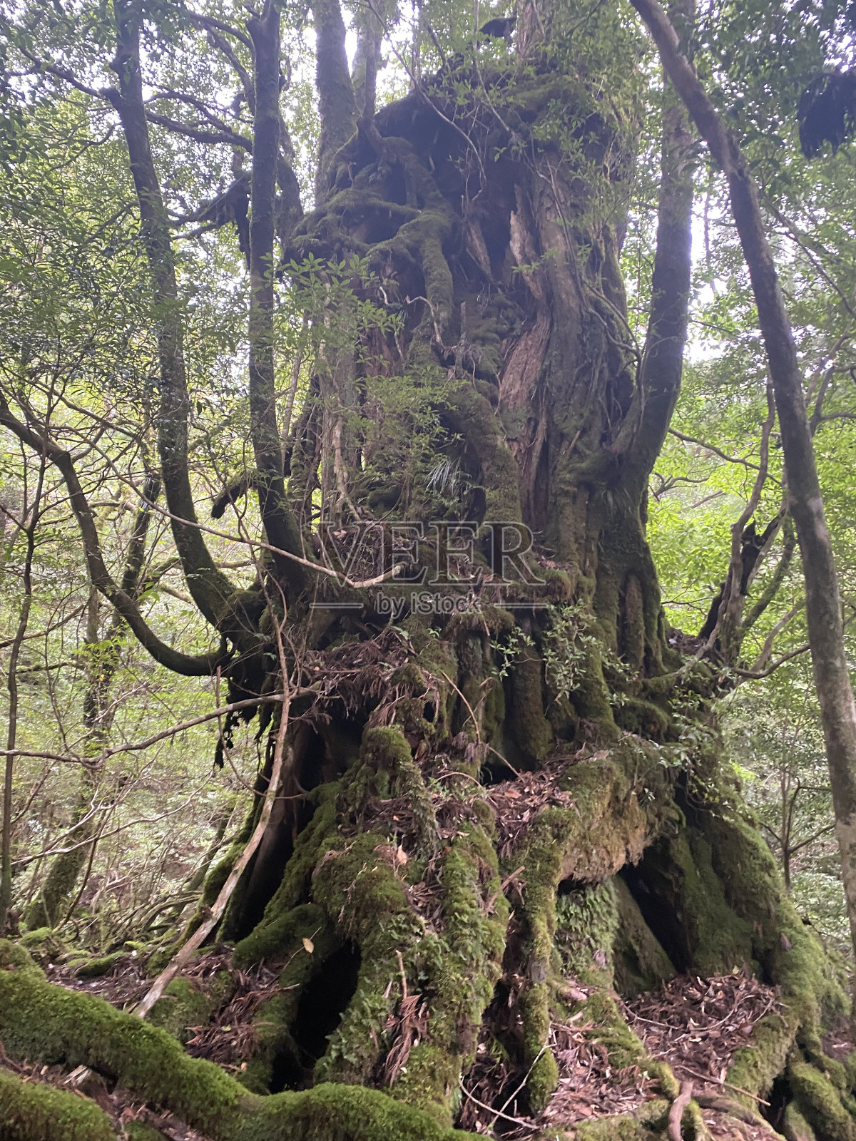 屋久岛的屋久木照片摄影图片