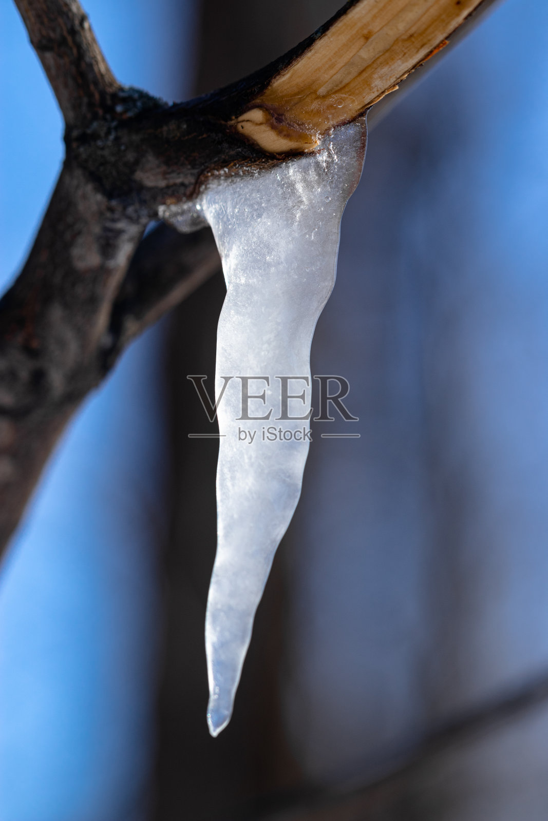 森林里树枝上融化的冰柱照片摄影图片