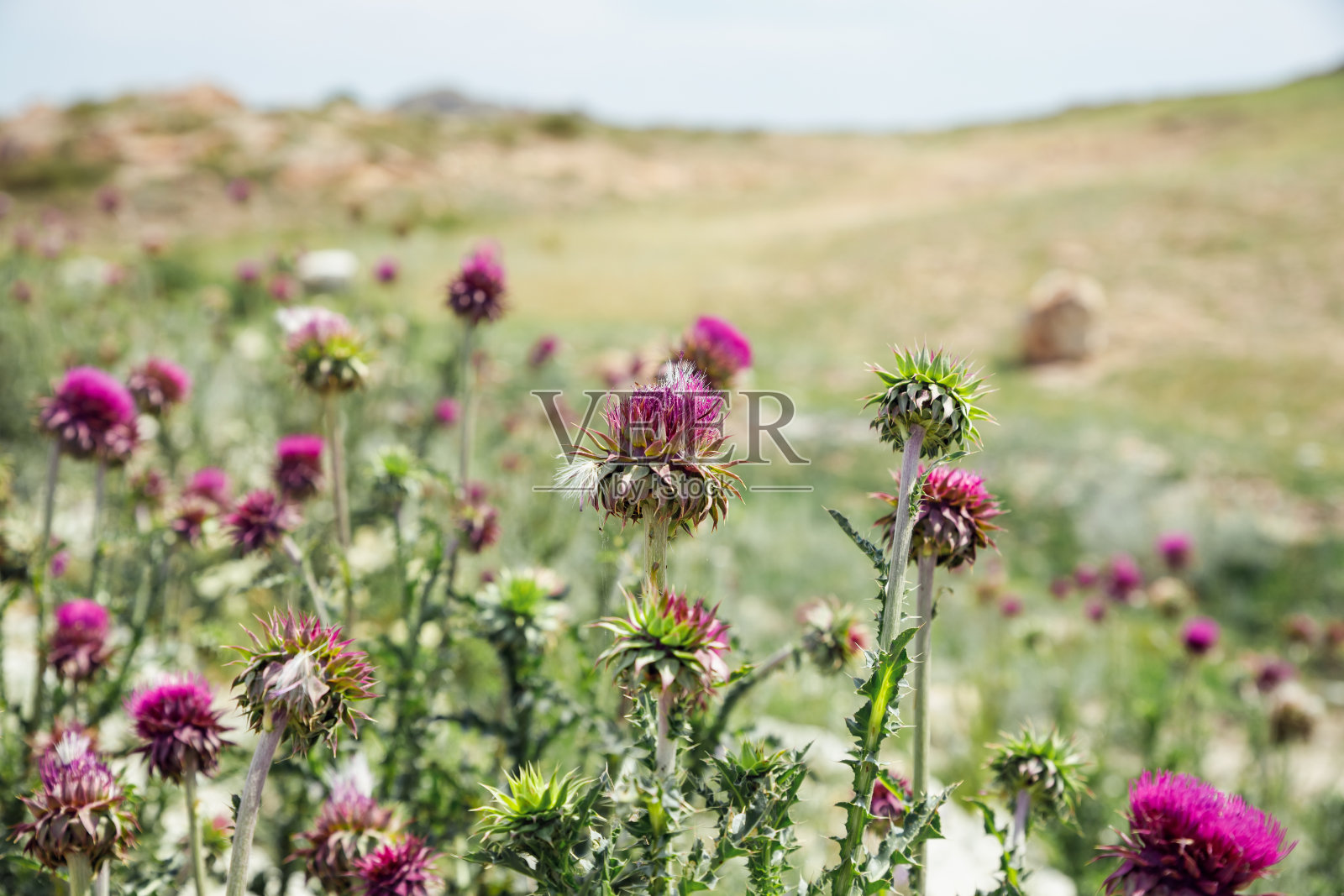 蓟粉红色的花在草地上，在山区。紫菀科或菊科的一个属。阳光灿烂的日子照片摄影图片