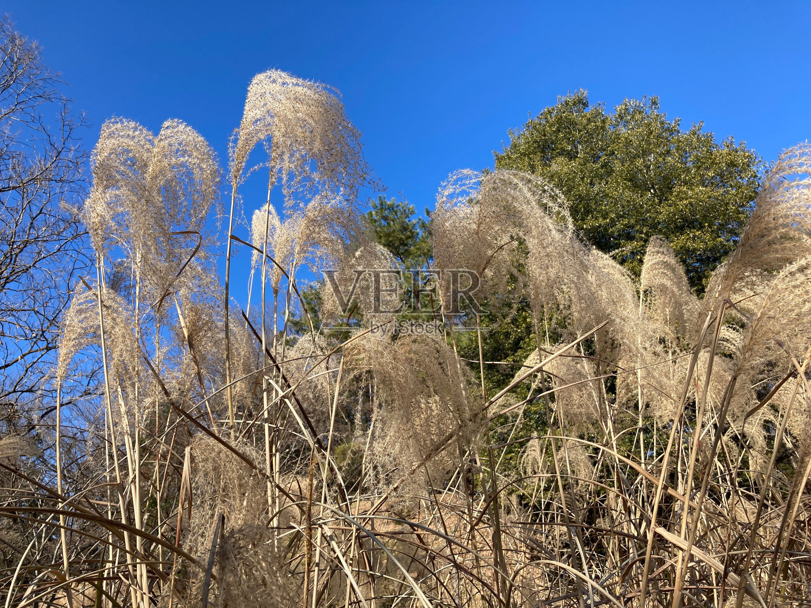 奥吉照片摄影图片