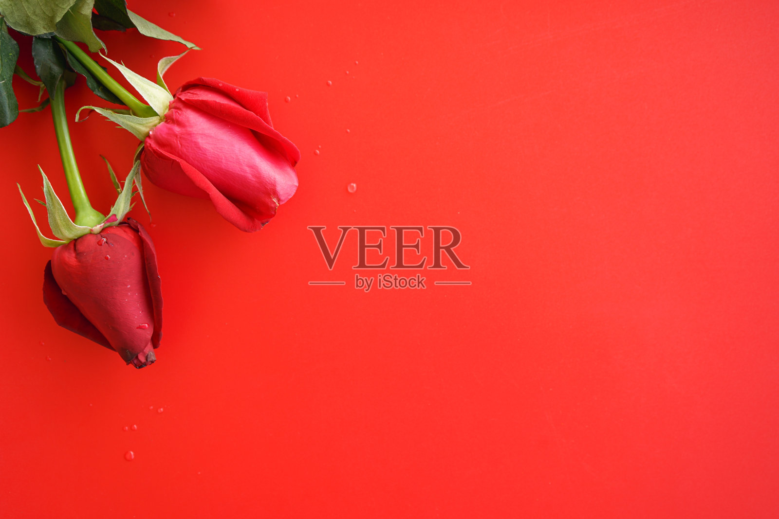 红玫瑰花的红色背景与复制空间，爱情或情人节的概念。照片摄影图片