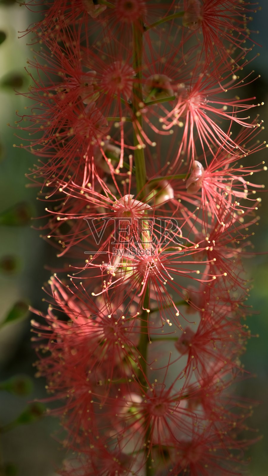 开花的刺槐或淡水红树林照片摄影图片