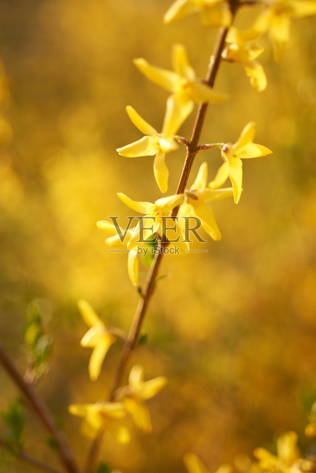 黄色连翘花照片摄影图片