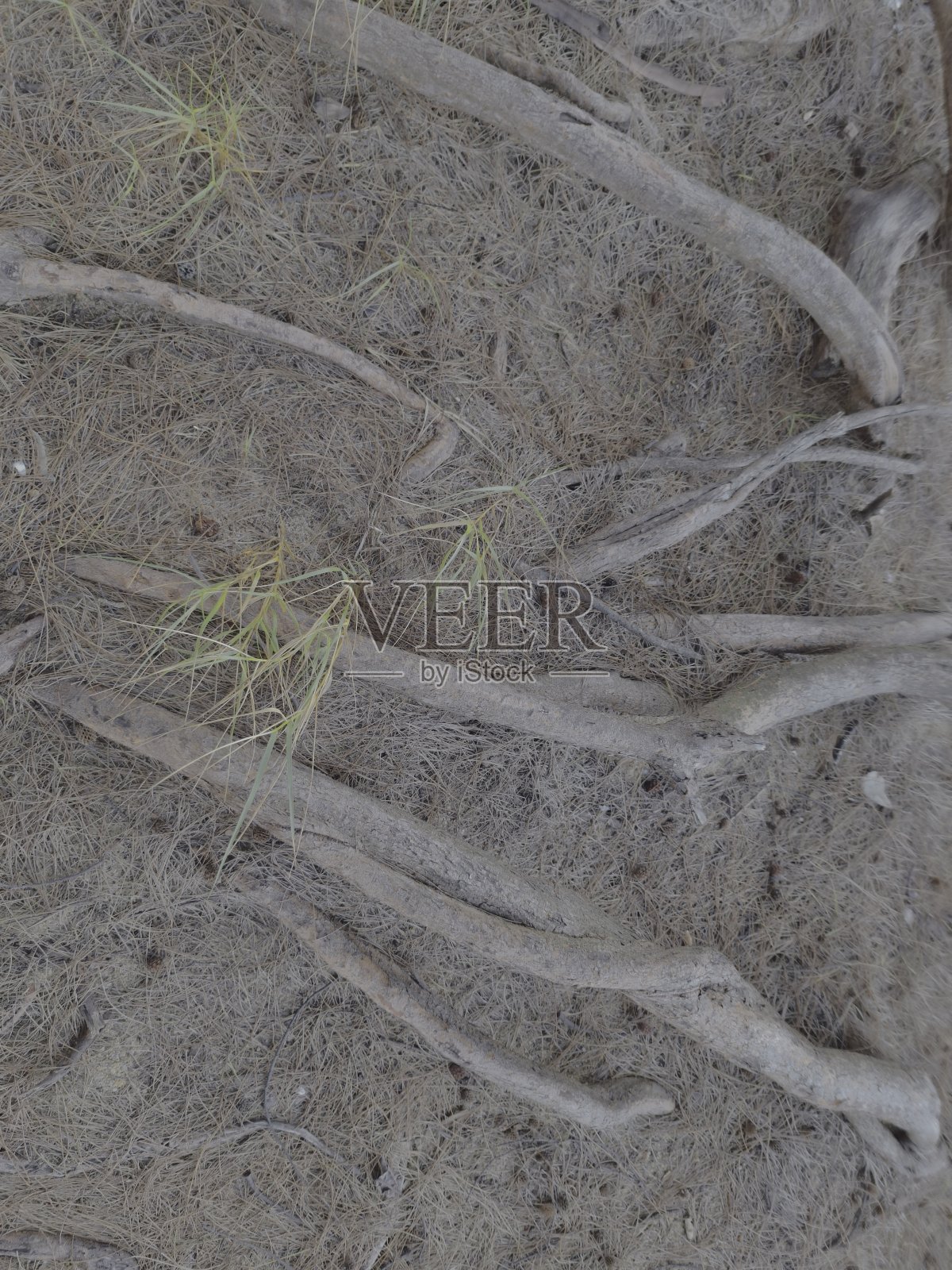 沙子里的树根特写。照片摄影图片