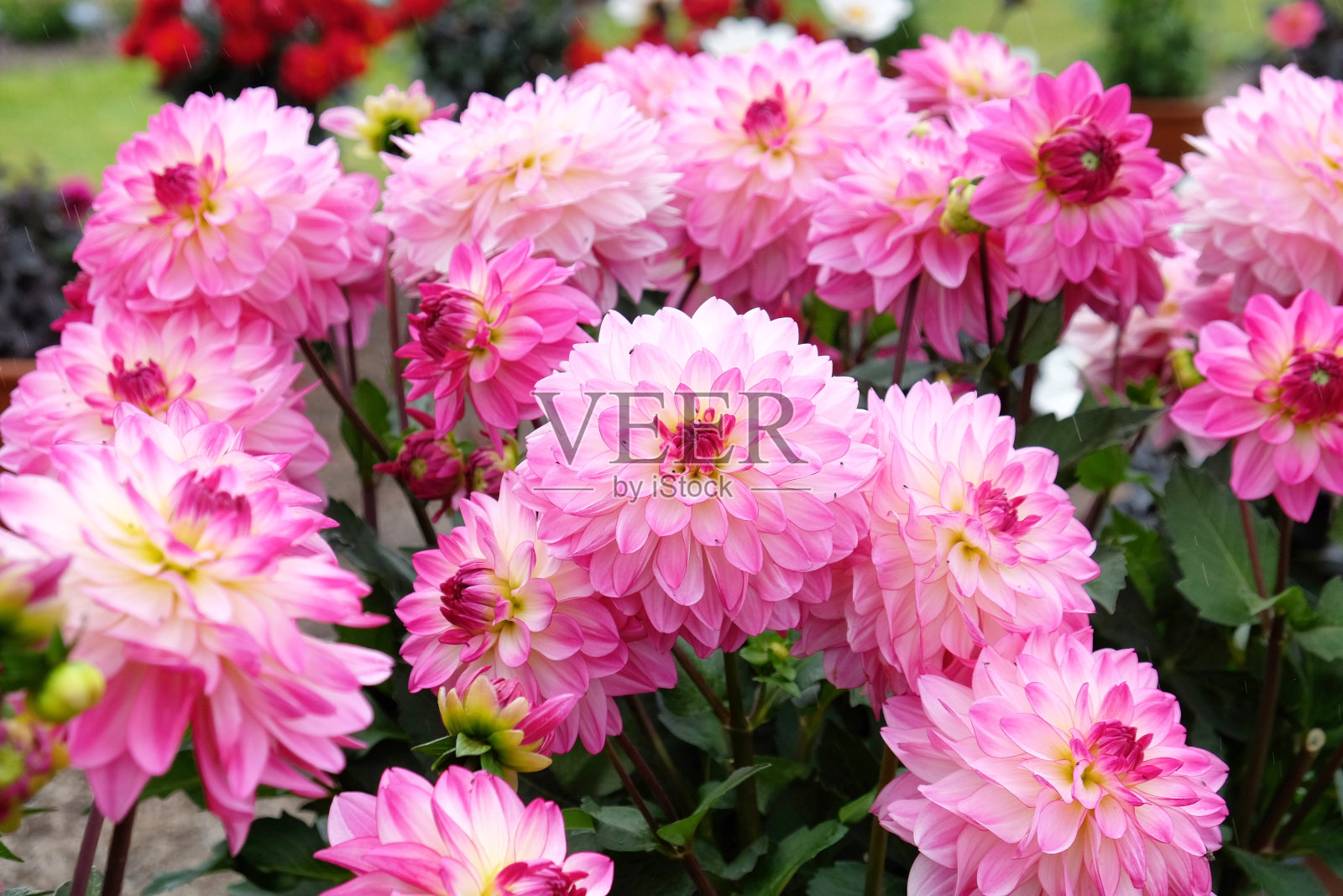 粉红色和白色的装饰大丽花'真诚'照片摄影图片