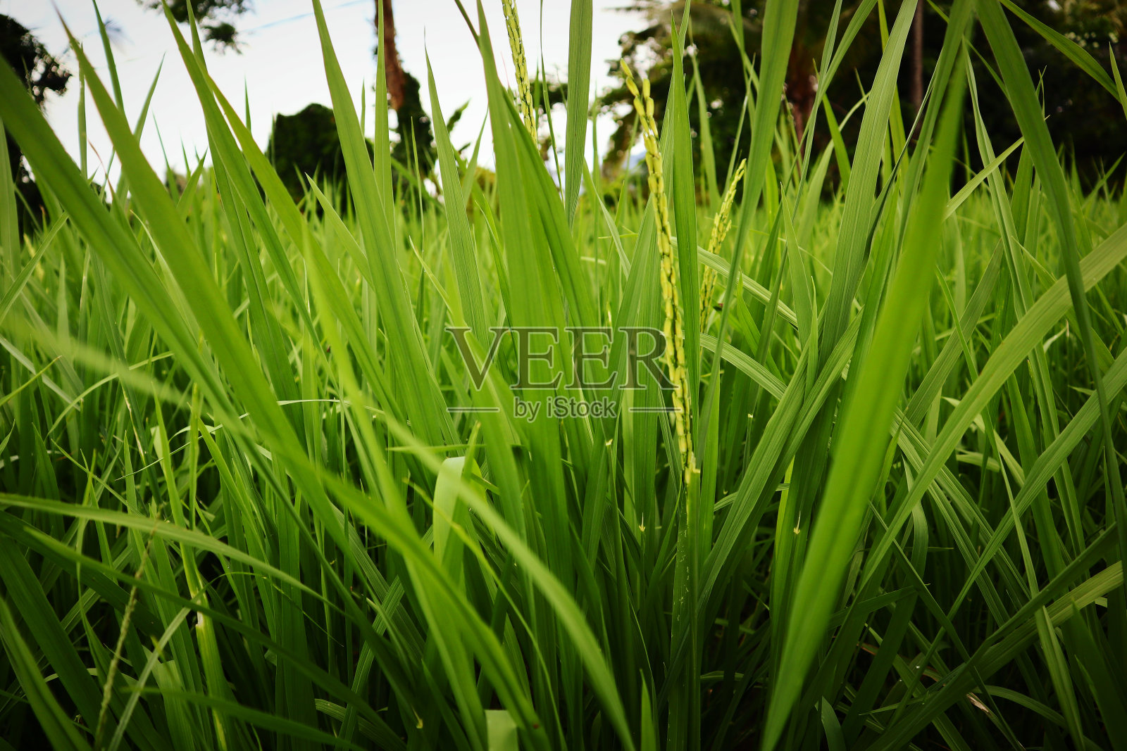 稻田里的绿色水稻开始结果子了。照片摄影图片