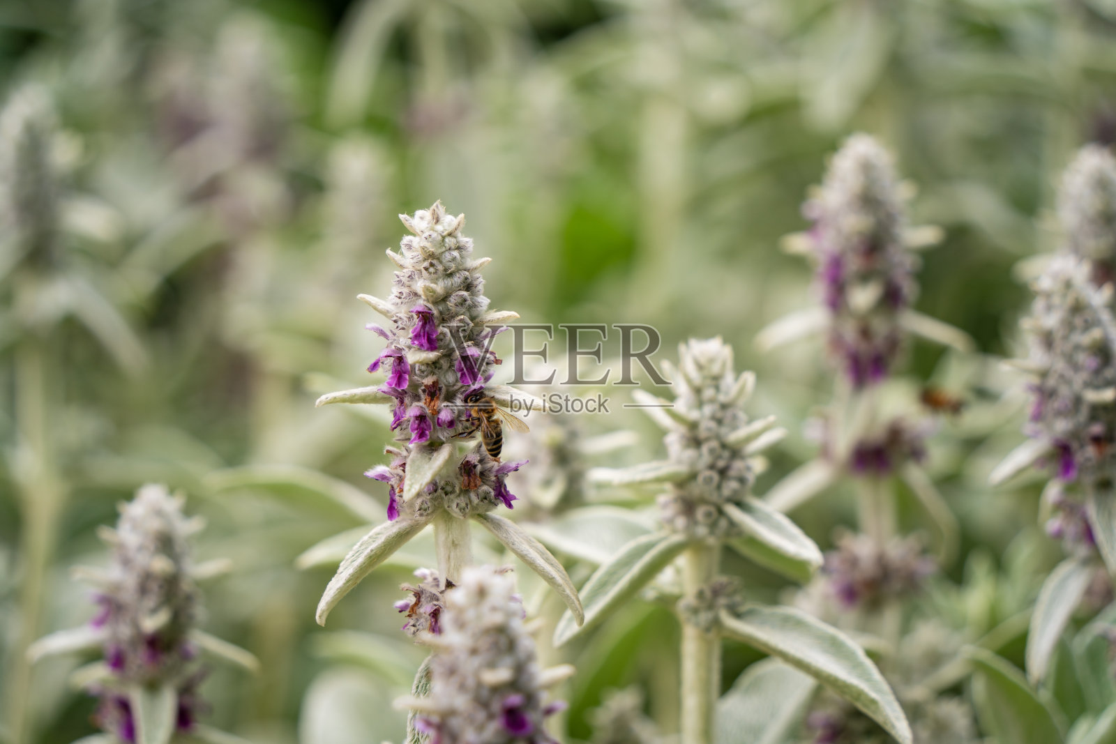 一只蜜蜂在毛茸茸的树篱小花上的特写照片摄影图片