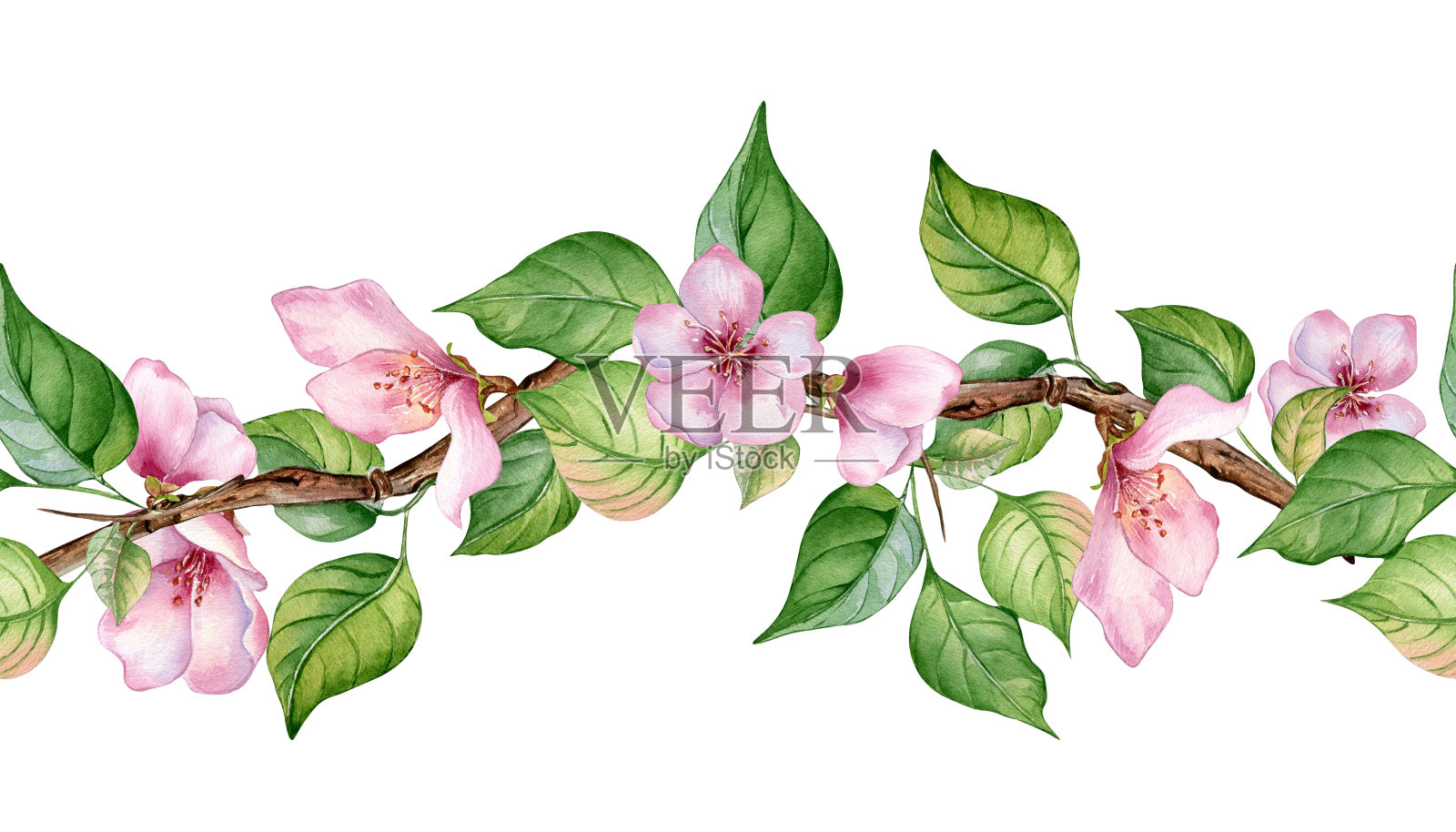 水彩无缝横幅与苹果树的粉红色花朵隔离在白色。花板与花果枝手绘。用于婚礼请柬、卡片、包装、标签等产品的元素插画图片素材