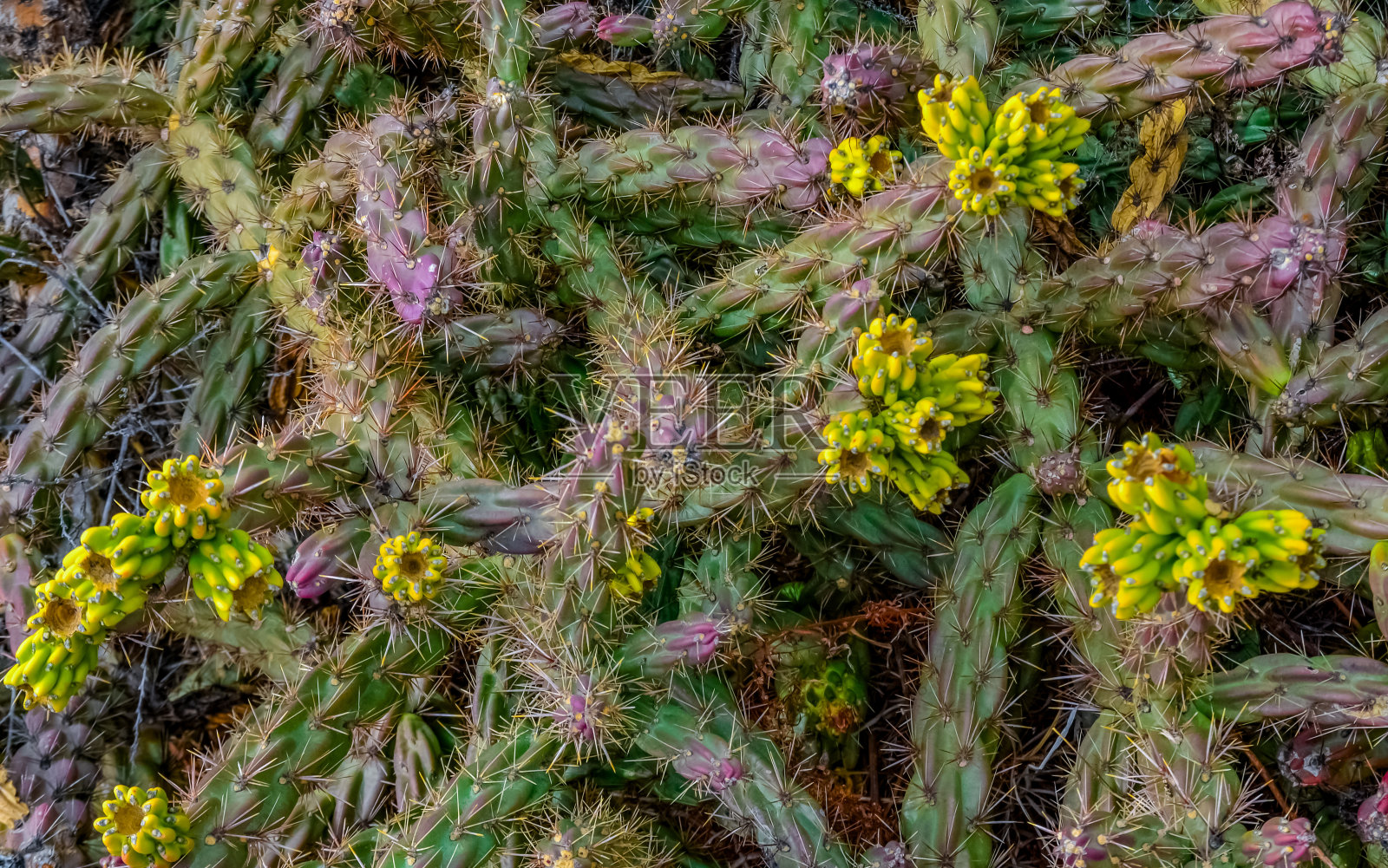 美国科罗拉多州山坡上的沙漠多肉植物、仙人掌、多刺梨(圆柱属和仙人掌属)和丝兰照片摄影图片