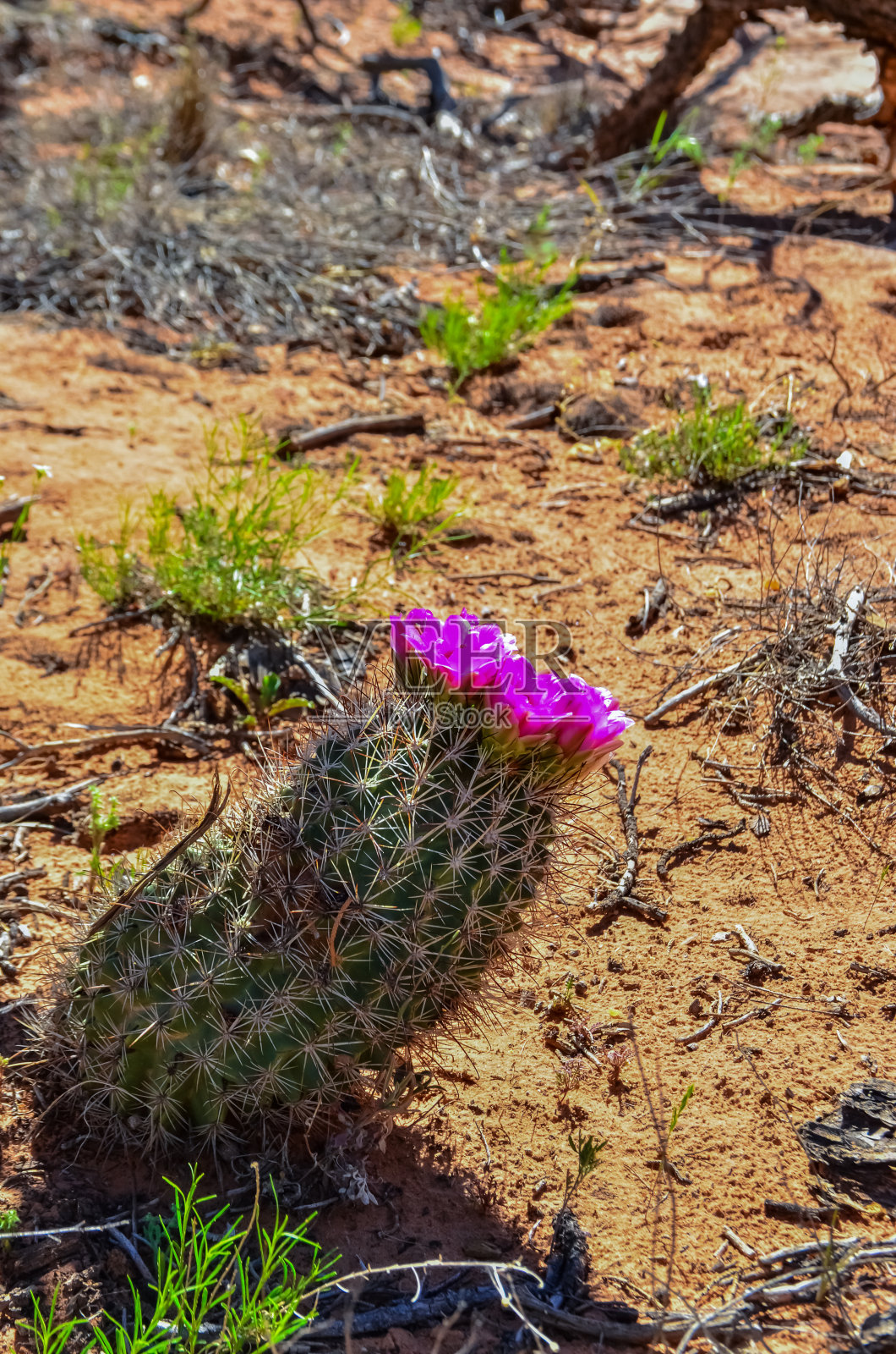 犹他州东部石竹属的粉红色花照片摄影图片