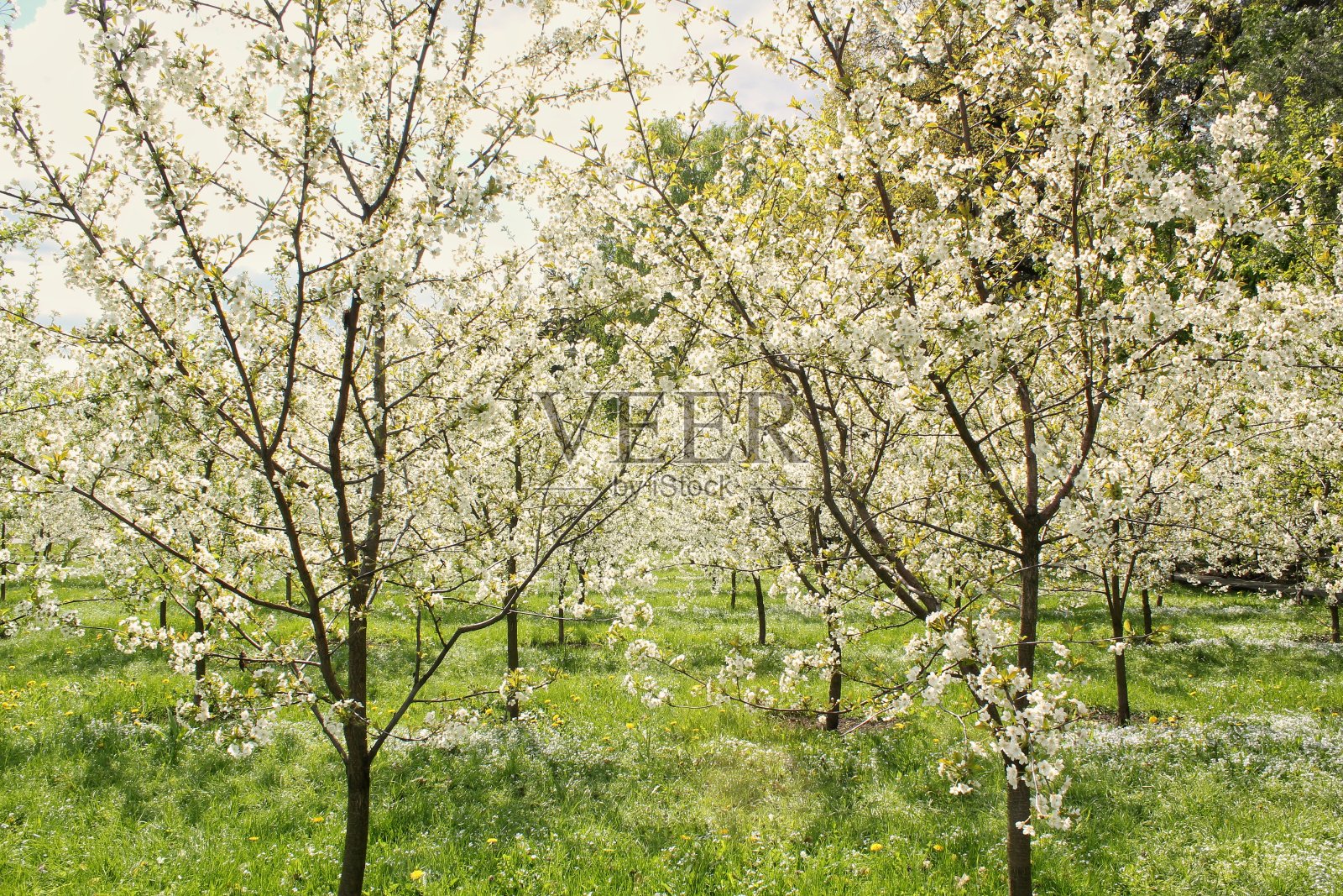 樱花盛开的特写。春天樱花盛开。花园里盛开的樱桃树枝上开着各种粉红色的花。日本的樱花。春天。春天的果树。精致的白花照片摄影图片