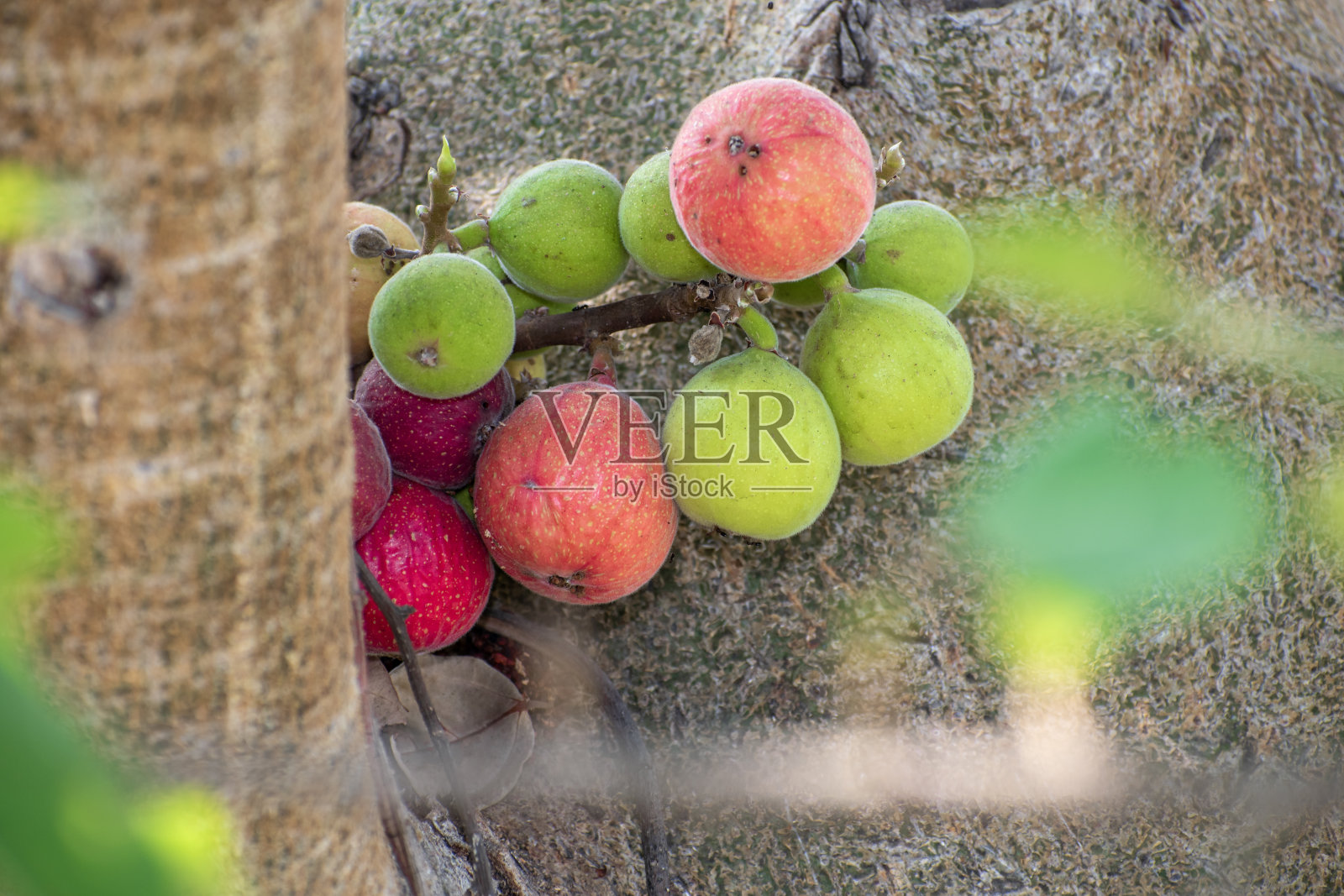 总状榕，榕果。无花果丛果照片摄影图片