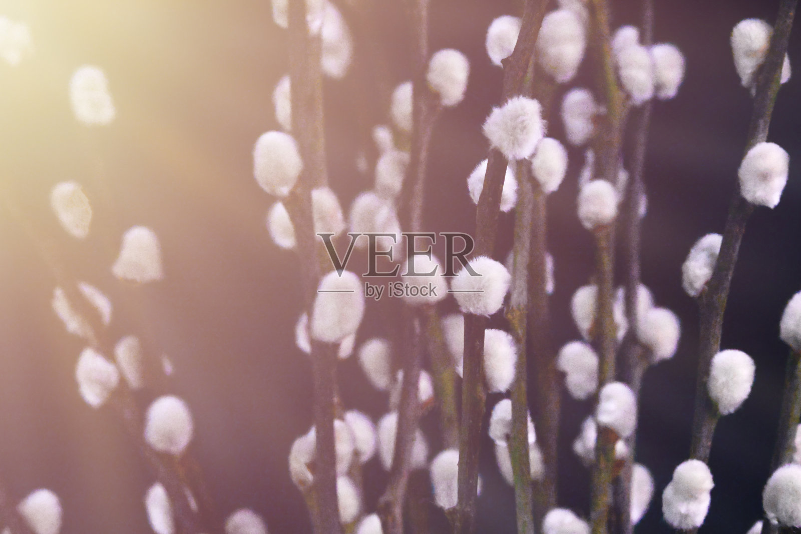 褪色柳照片摄影图片