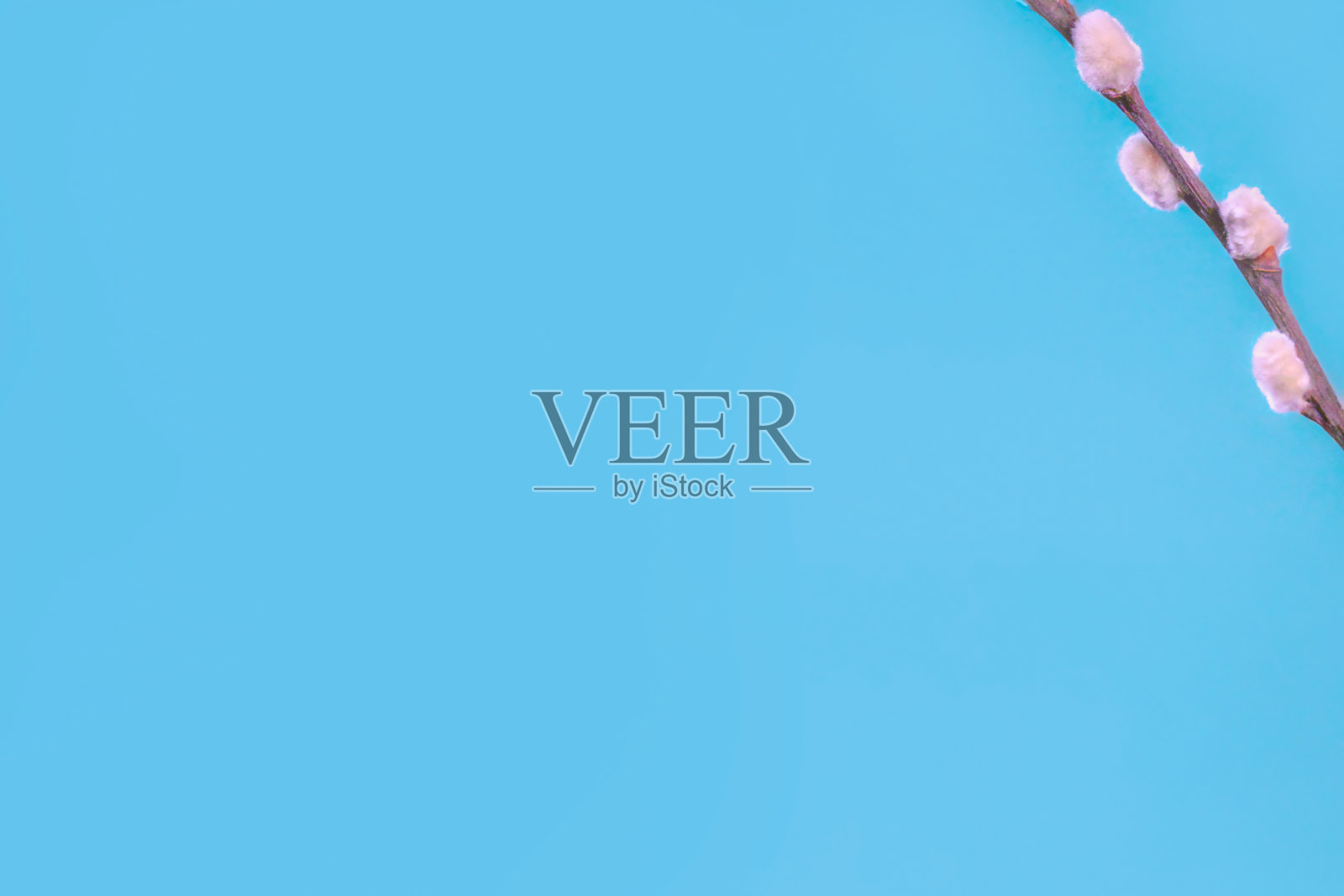 褪色柳照片摄影图片