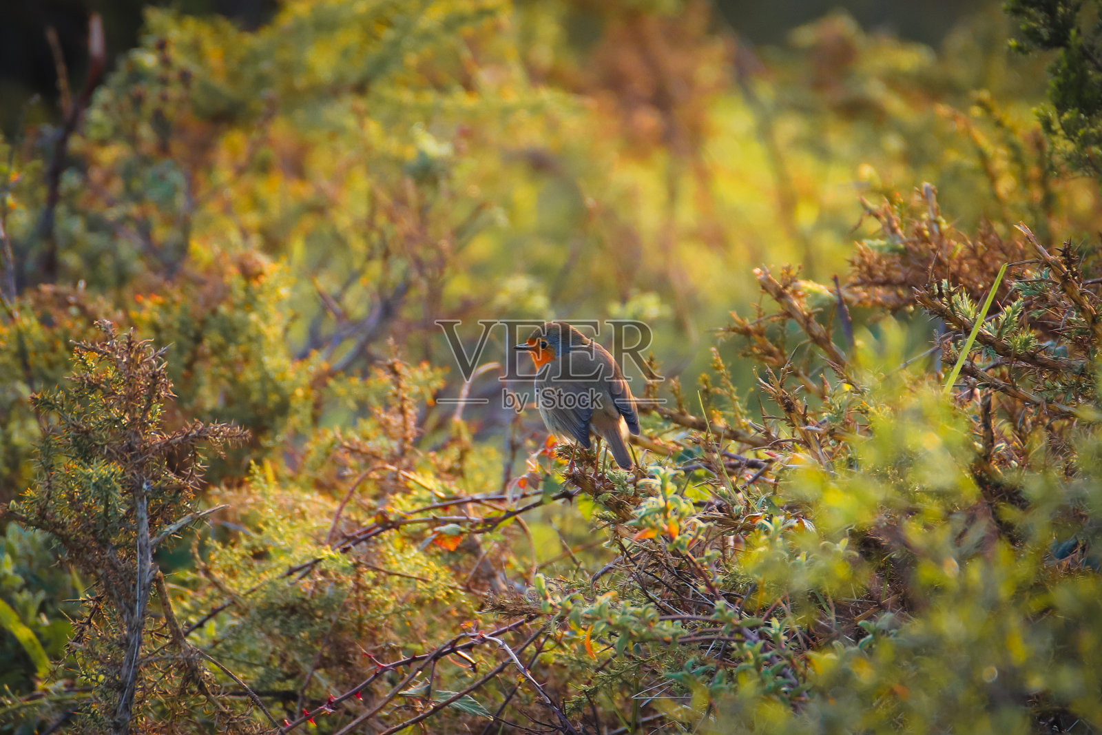 罗宾·雷德布里斯特在树枝上摆姿势。欧洲罗宾照片摄影图片