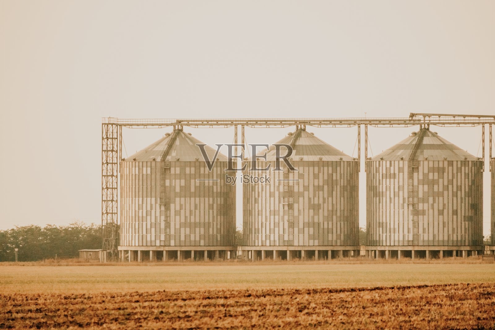 筒仓和粮仓升降机。具有粮食干燥综合体的现代农产品加工制造工厂。在小麦、黑麦或玉米地里加工、干燥、清洗和储存农产品照片摄影图片