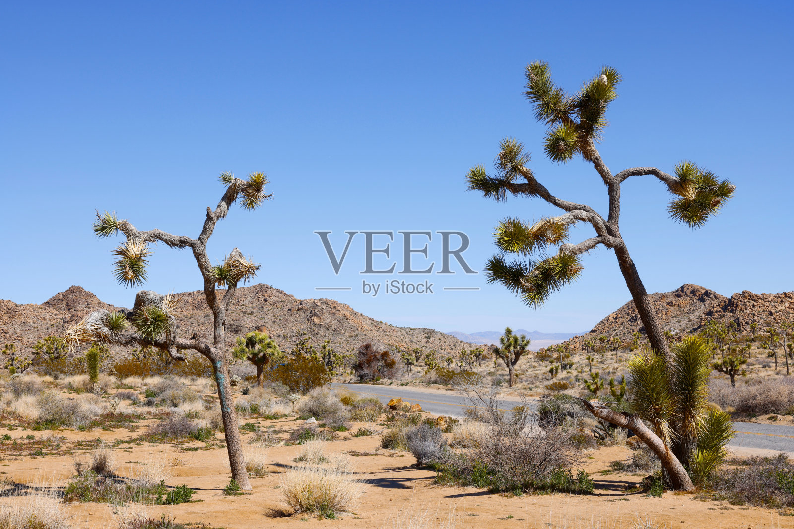 约书亚国家公园美丽的蓝天和丝兰树照片摄影图片