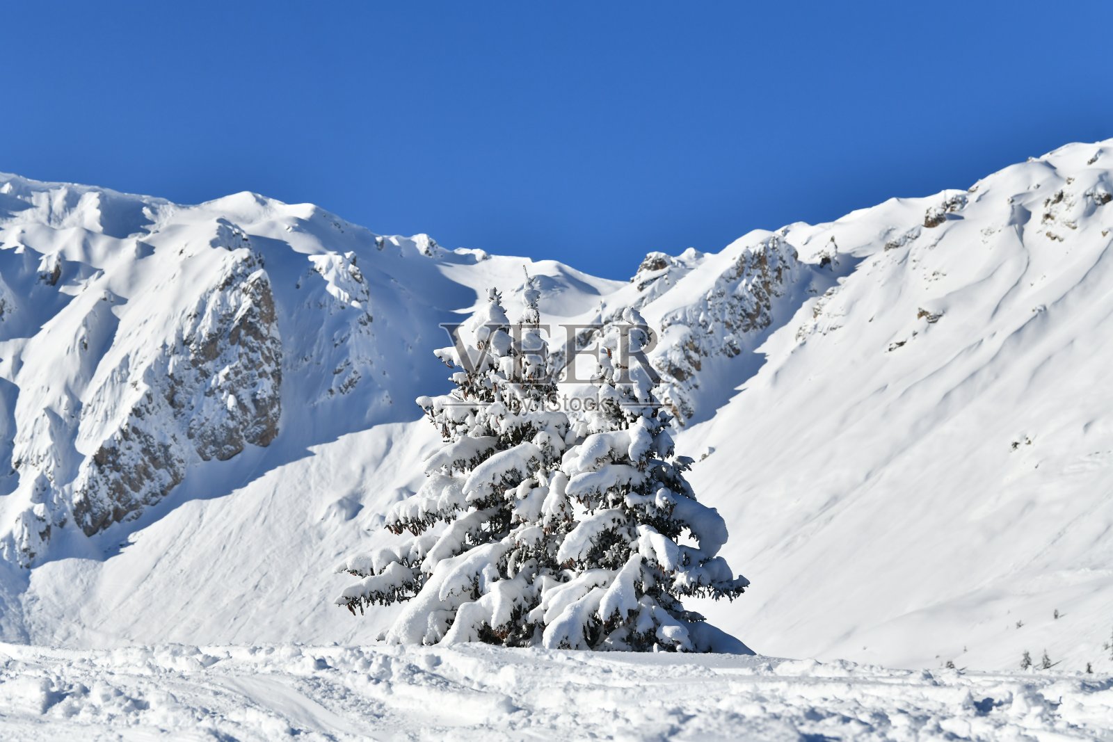雪松冬日风光照片摄影图片